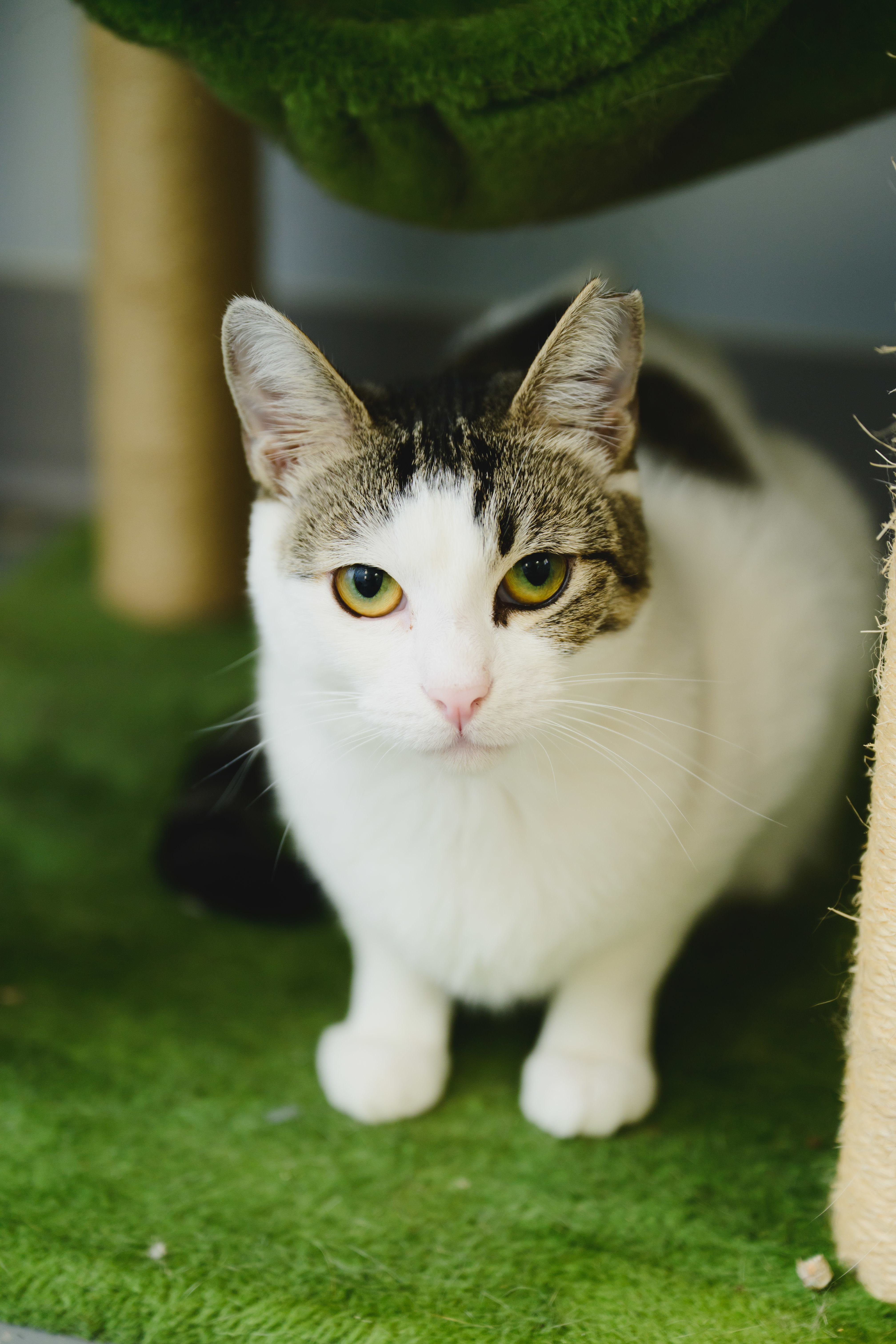 Maka, an adoptable Domestic Short Hair in Honolulu, HI, 96826 | Photo Image 5