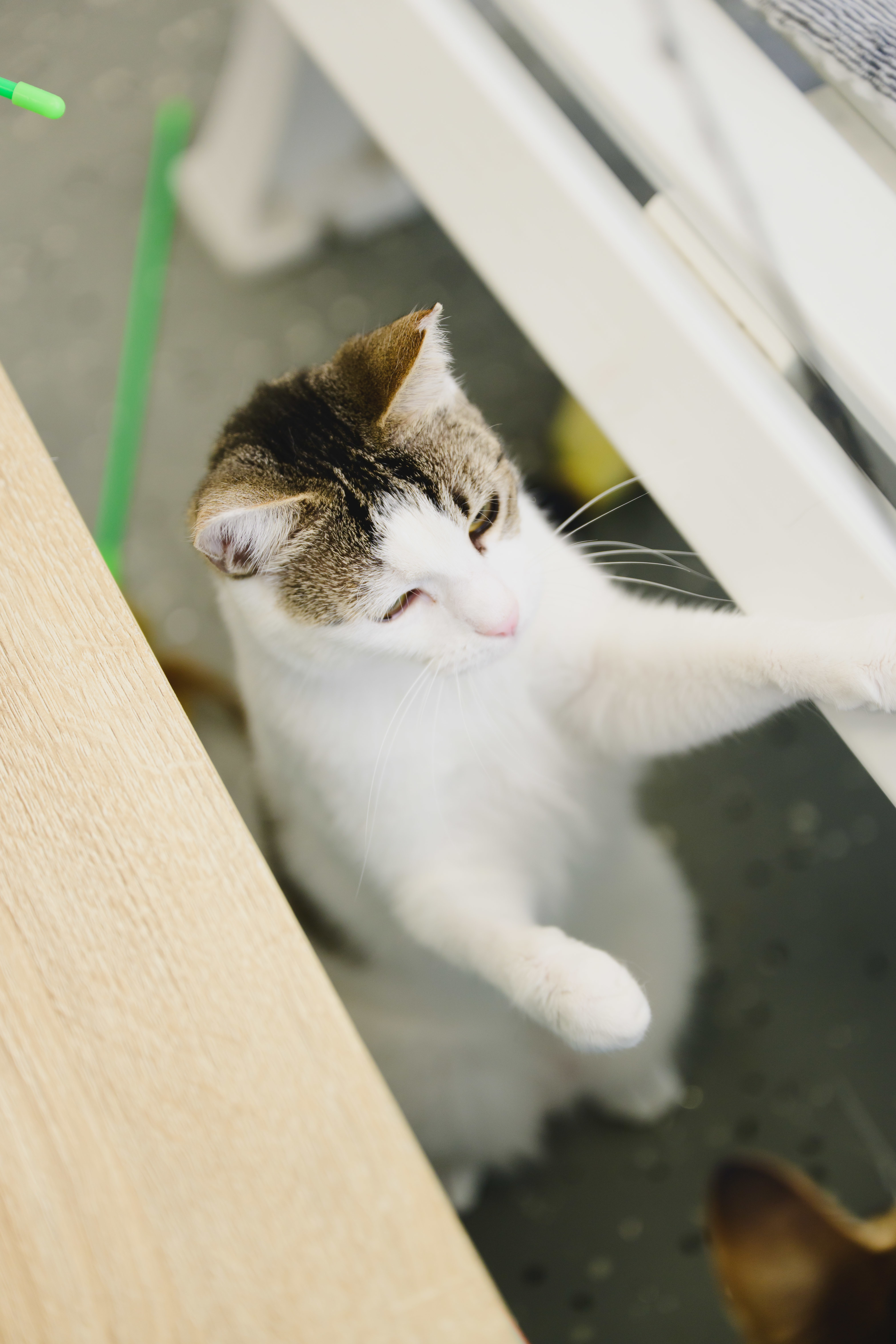 Maka, an adoptable Domestic Short Hair in Honolulu, HI, 96826 | Photo Image 6