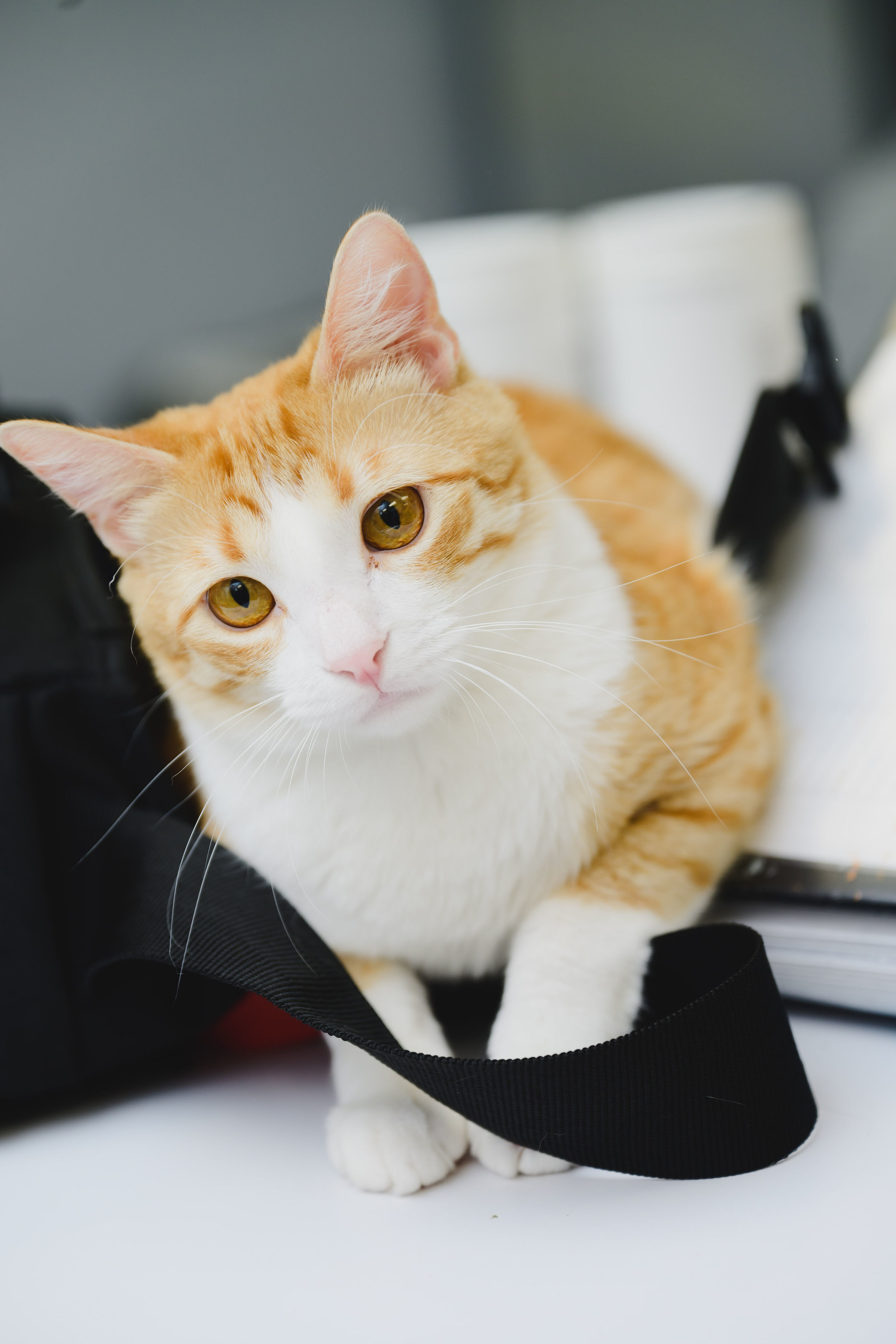 Pumpkin, an adoptable Domestic Short Hair in Honolulu, HI, 96826 | Photo Image 1