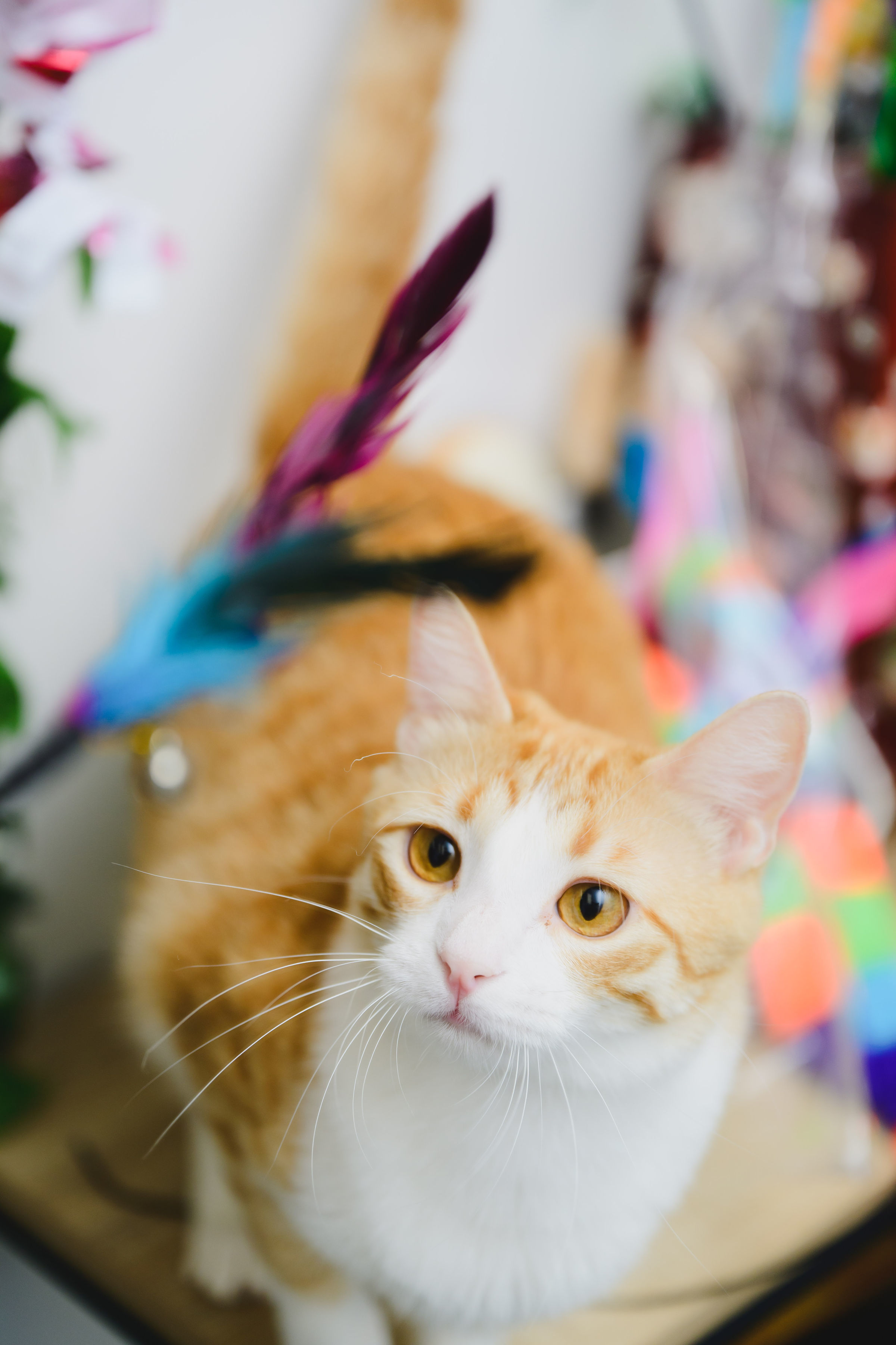 Pumpkin, an adoptable Domestic Short Hair in Honolulu, HI, 96826 | Photo Image 2