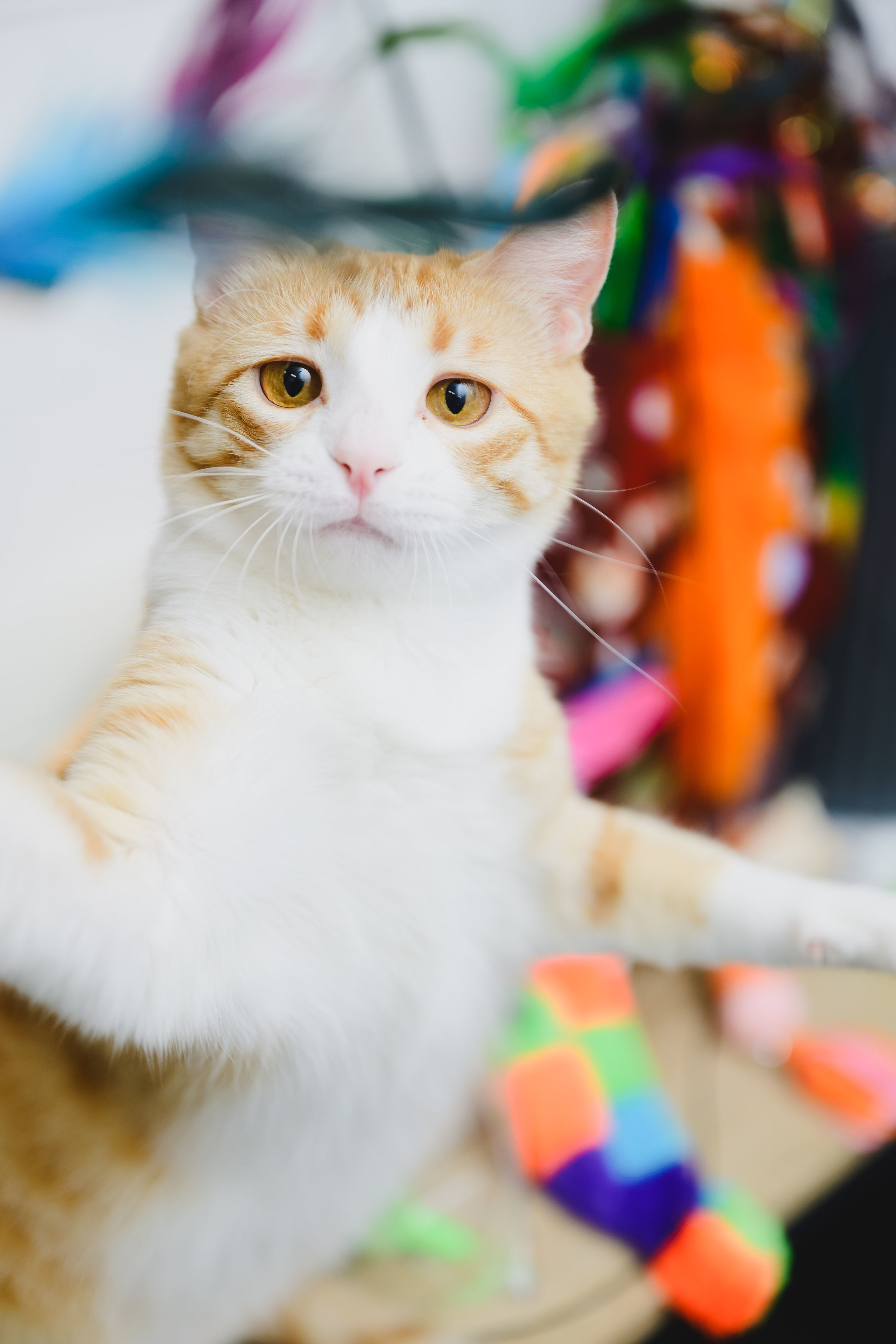 Pumpkin, an adoptable Domestic Short Hair in Honolulu, HI, 96826 | Photo Image 3