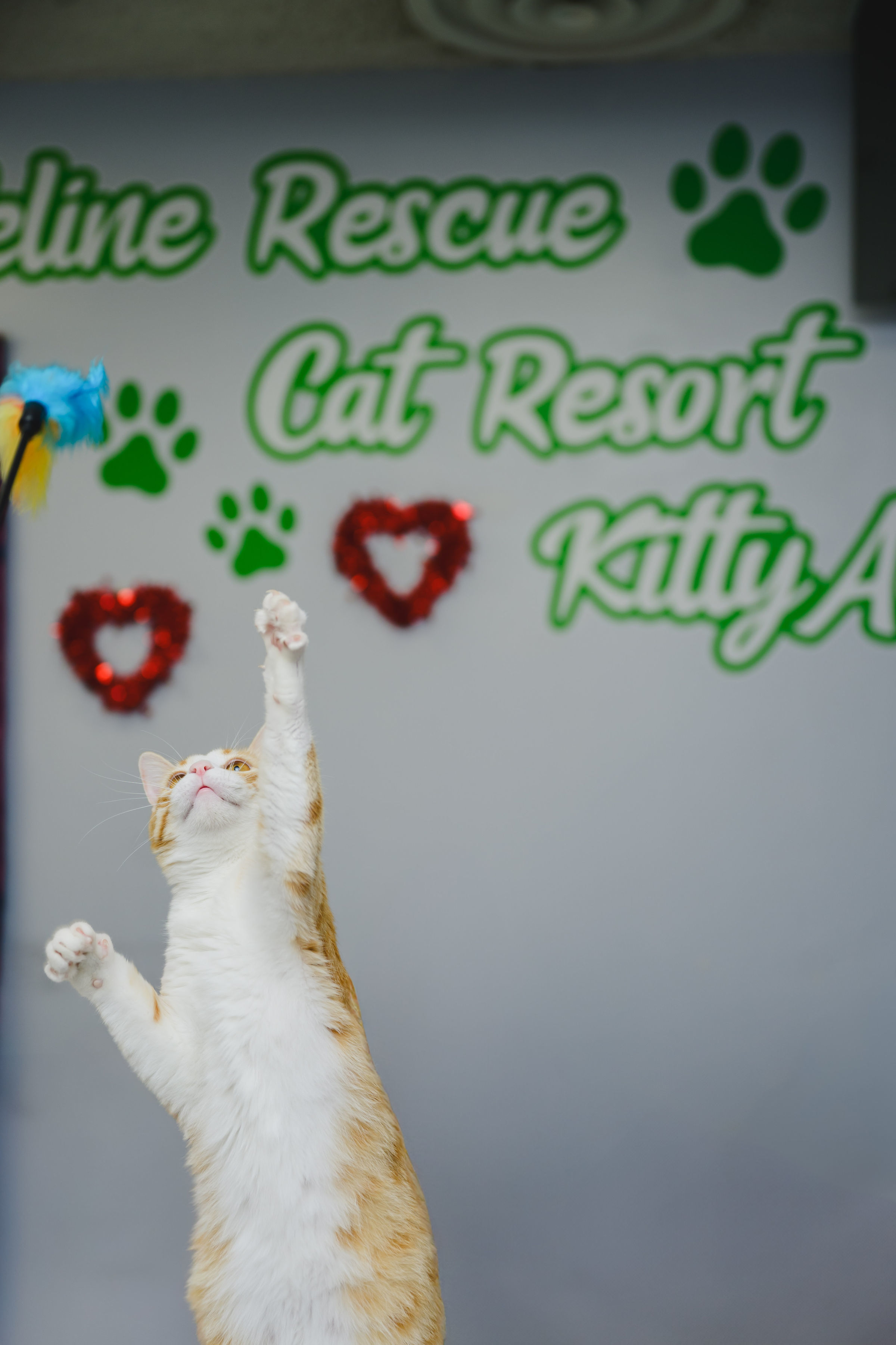 Pumpkin, an adoptable Domestic Short Hair in Honolulu, HI, 96826 | Photo Image 4