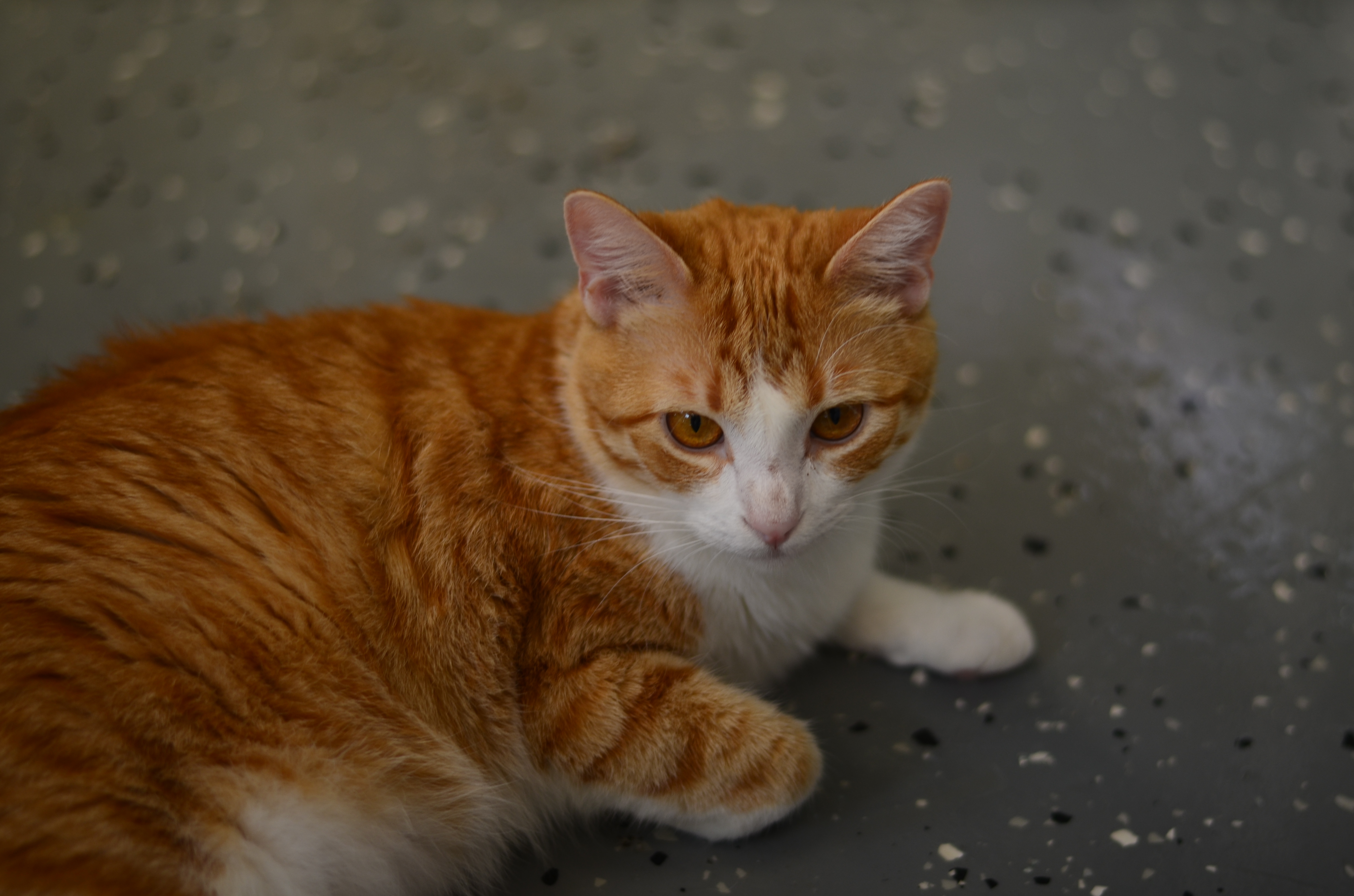 Pumpkin, an adoptable Domestic Short Hair in Honolulu, HI, 96826 | Photo Image 5