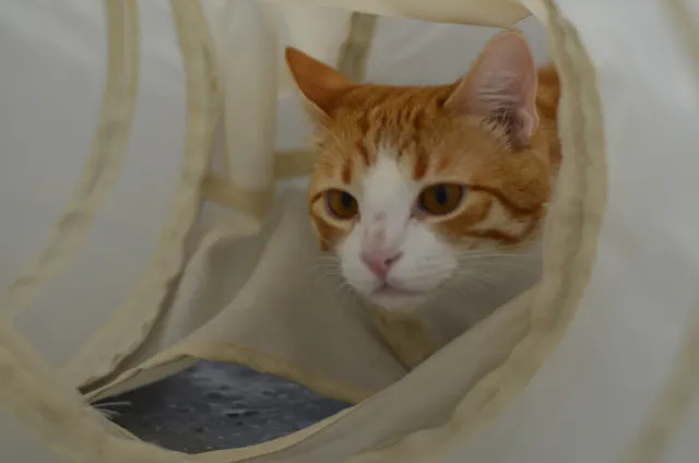 Pumpkin, an adoptable Domestic Short Hair in Honolulu, HI, 96826 | Photo Image 6