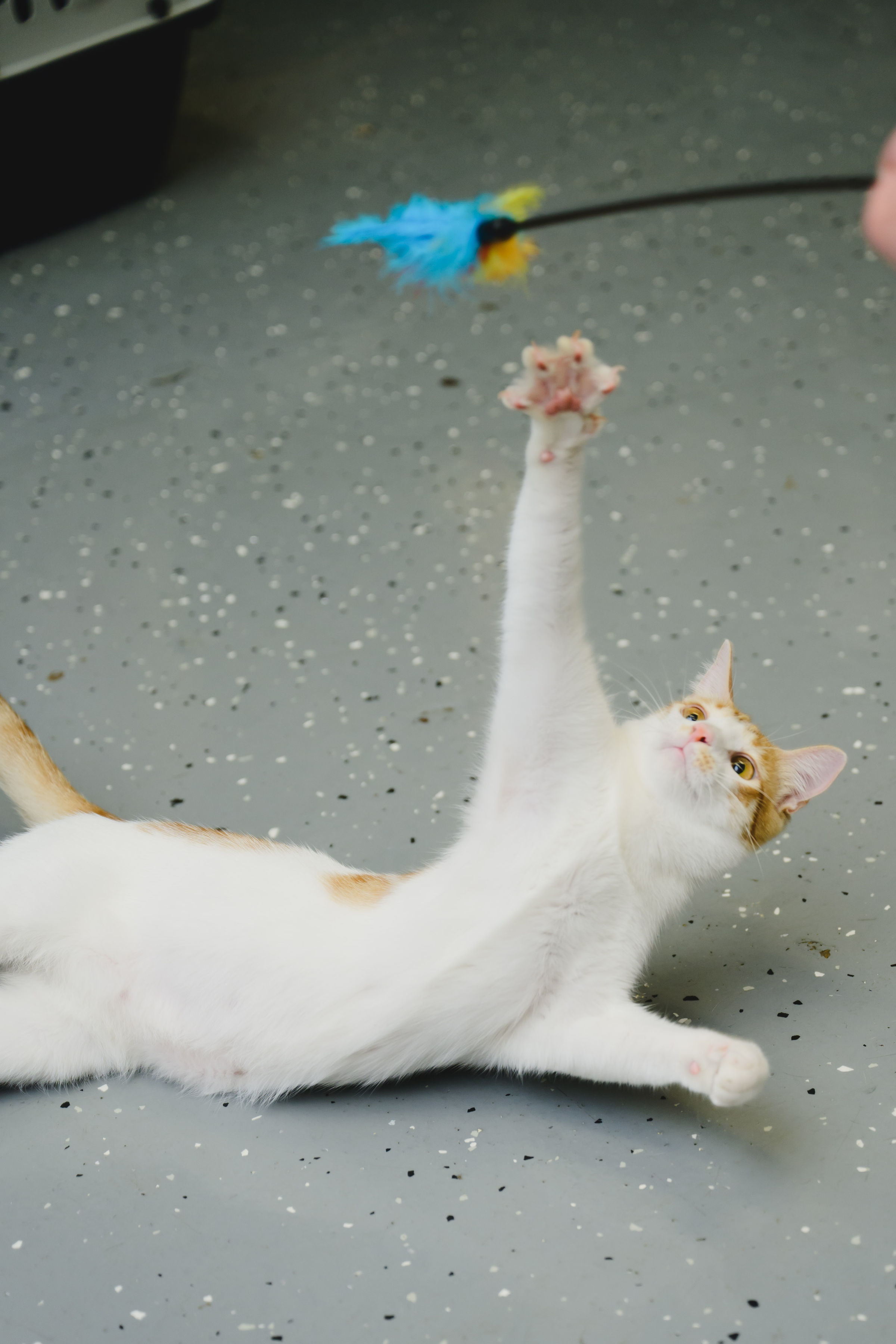 Marshmallow, an adoptable Domestic Short Hair in Honolulu, HI, 96826 | Photo Image 1