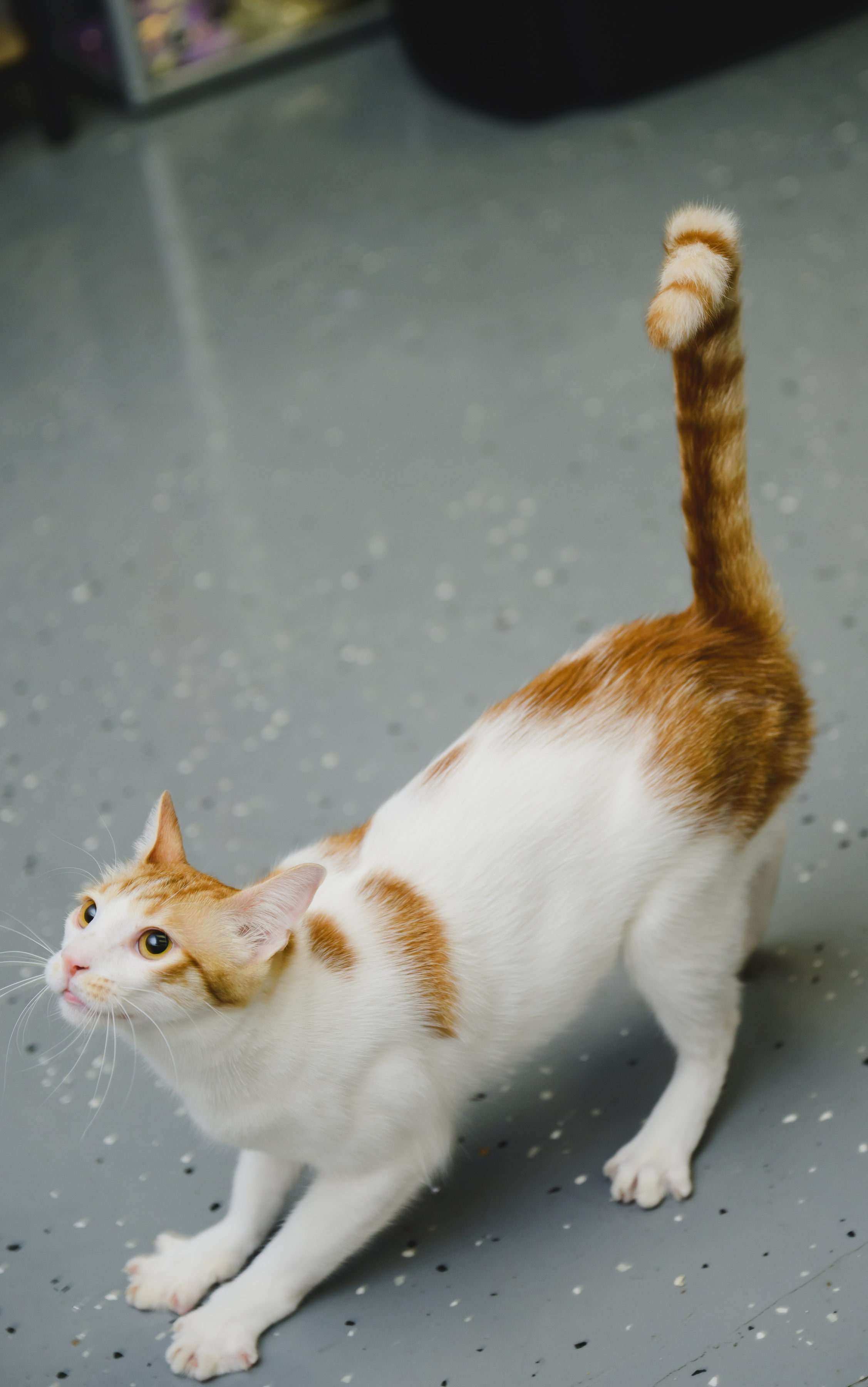 Marshmallow, an adoptable Domestic Short Hair in Honolulu, HI, 96826 | Photo Image 2