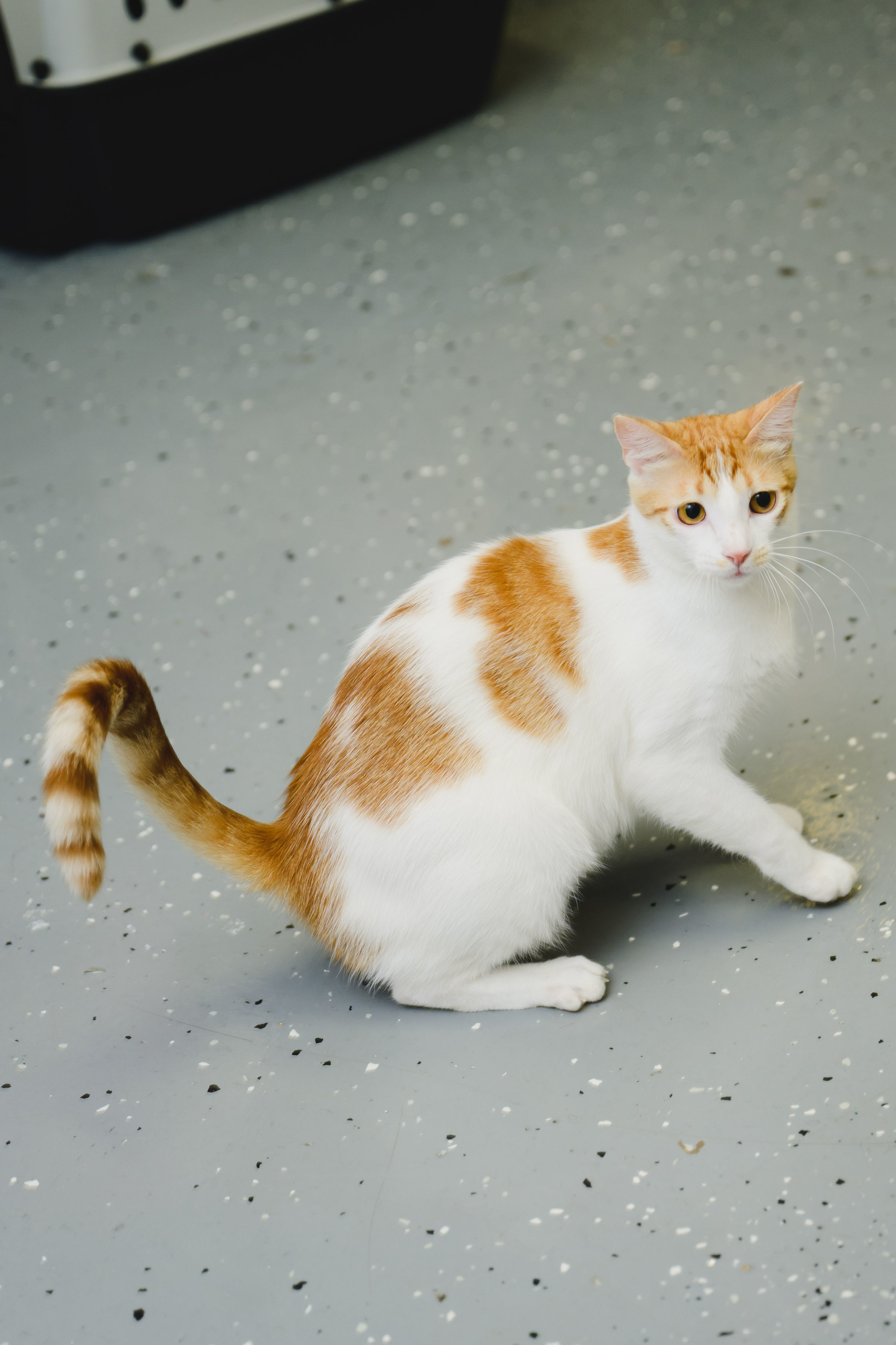 Marshmallow, an adoptable Domestic Short Hair in Honolulu, HI, 96826 | Photo Image 3