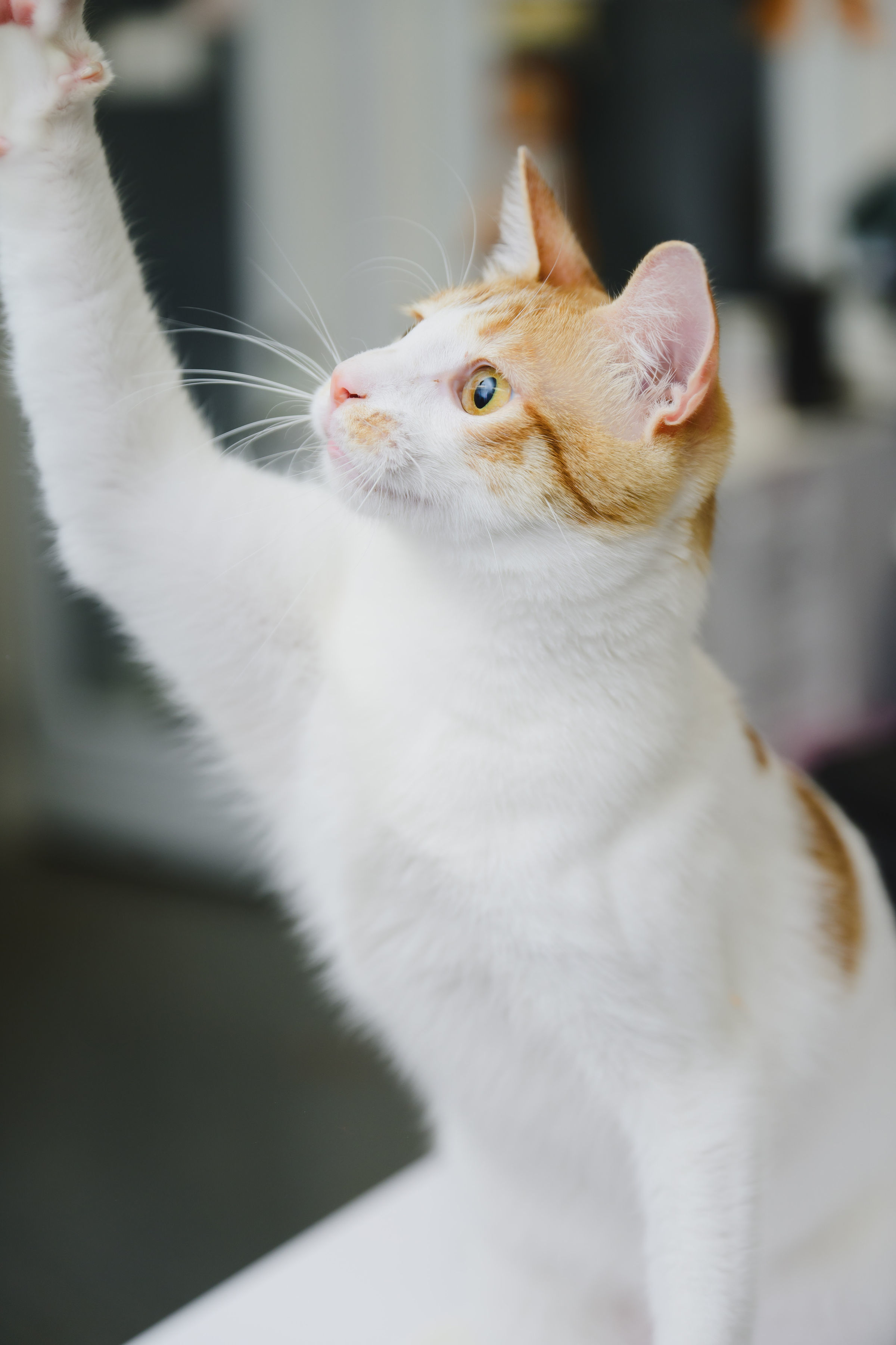 Marshmallow, an adoptable Domestic Short Hair in Honolulu, HI, 96826 | Photo Image 4