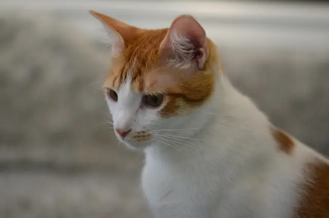 Marshmallow, an adoptable Domestic Short Hair in Honolulu, HI, 96826 | Photo Image 6