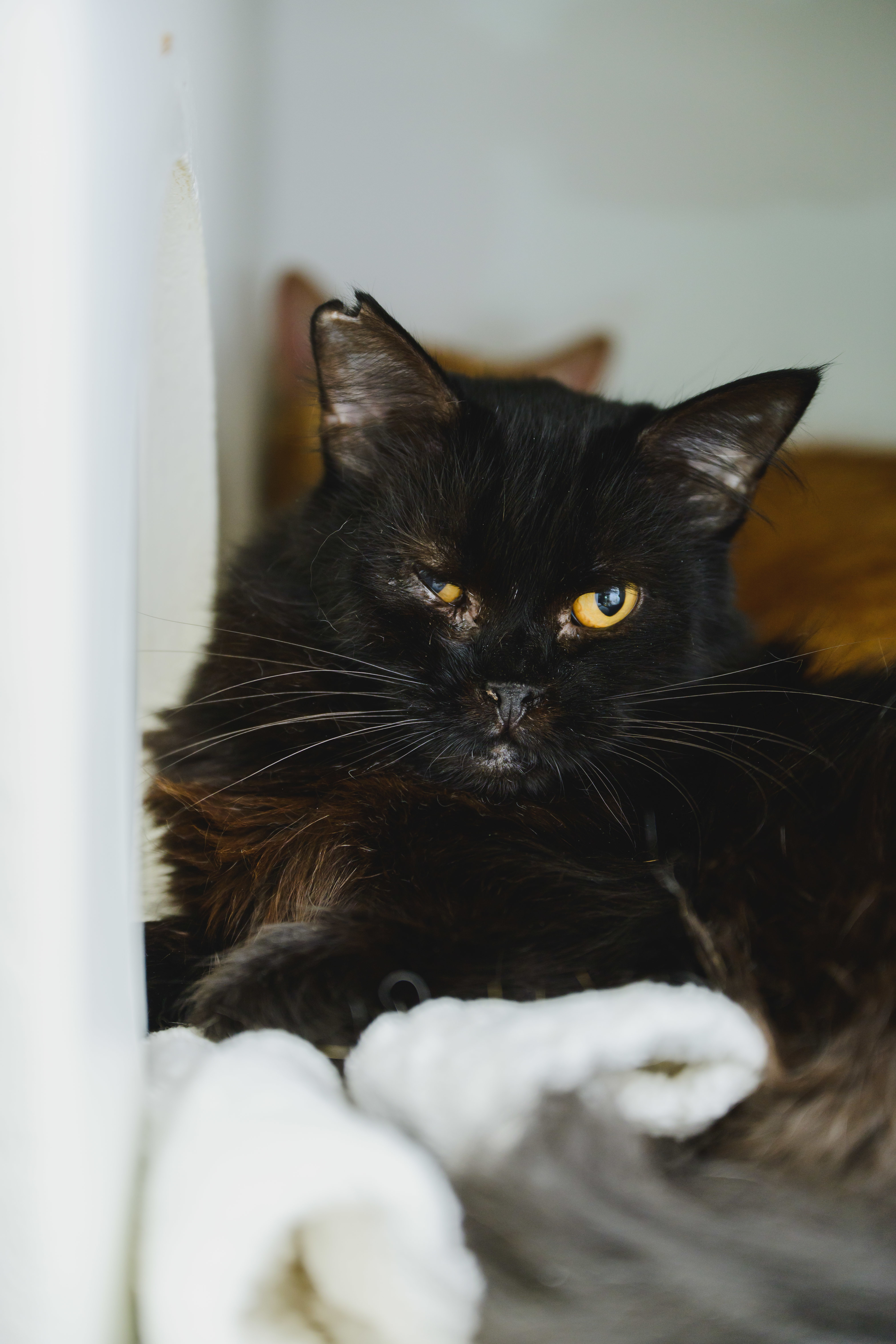 Ivy, an adoptable Domestic Medium Hair in Honolulu, HI, 96826 | Photo Image 1