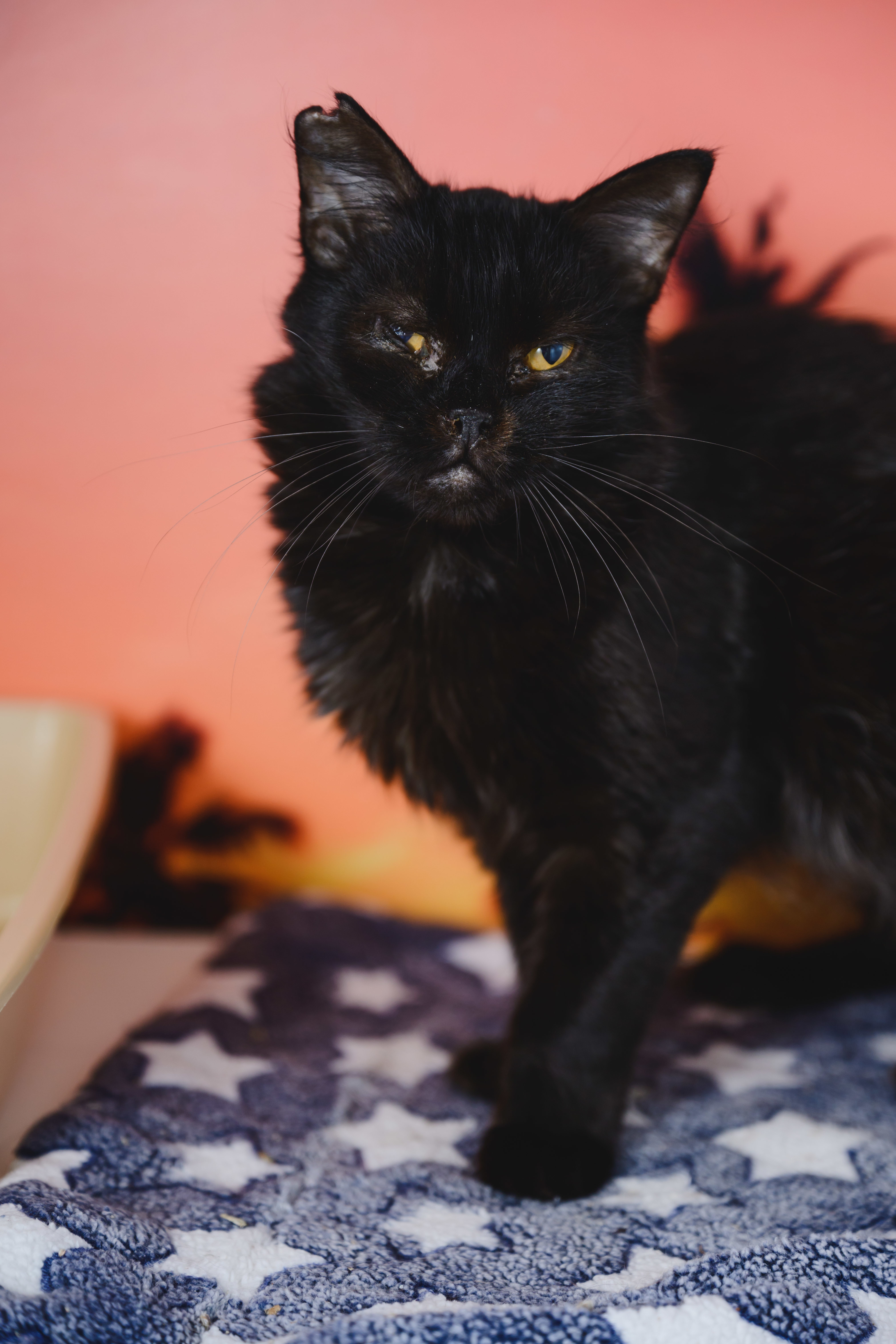 Ivy, an adoptable Domestic Medium Hair in Honolulu, HI, 96826 | Photo Image 2