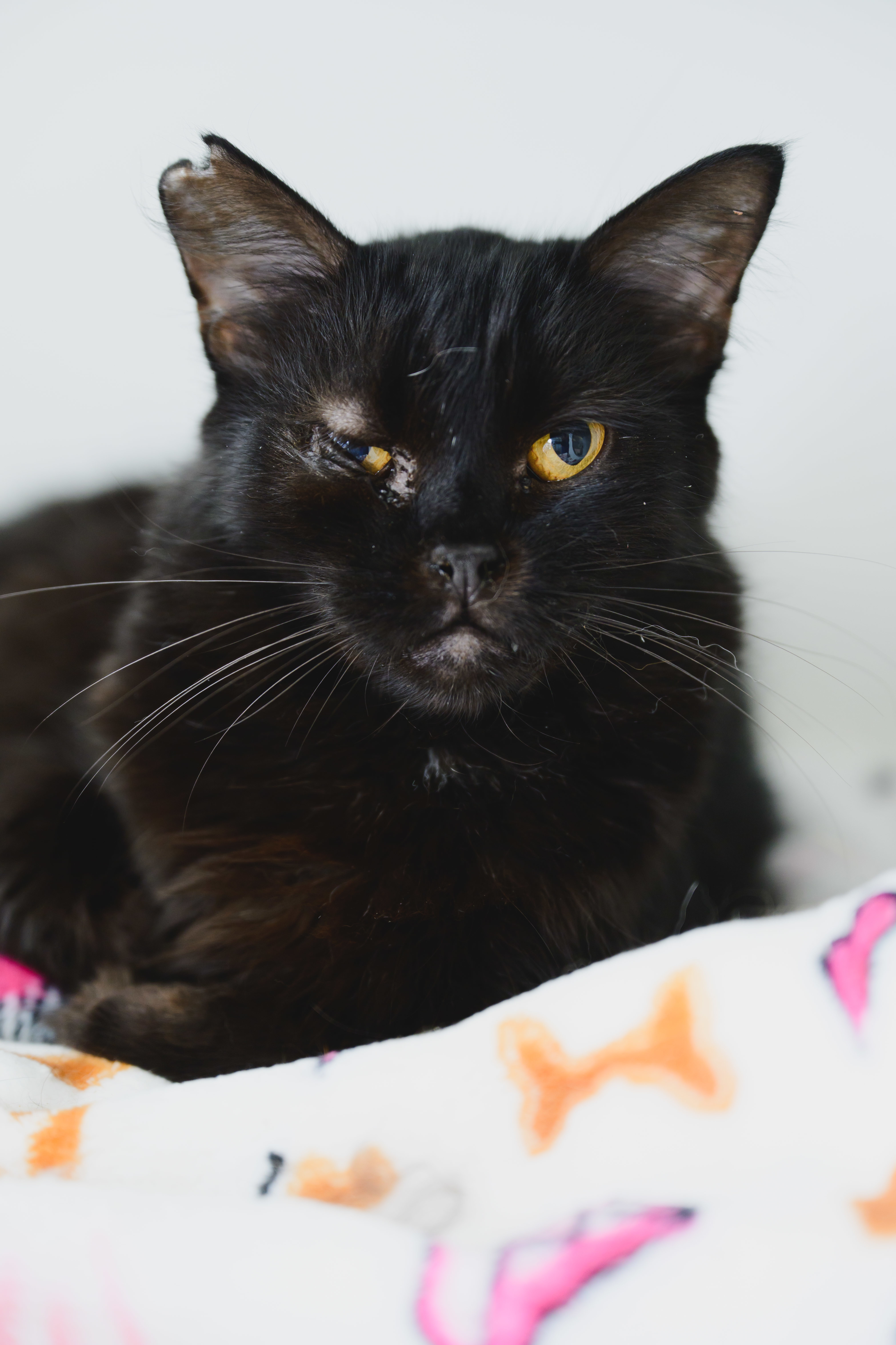 Ivy, an adoptable Domestic Medium Hair in Honolulu, HI, 96826 | Photo Image 3