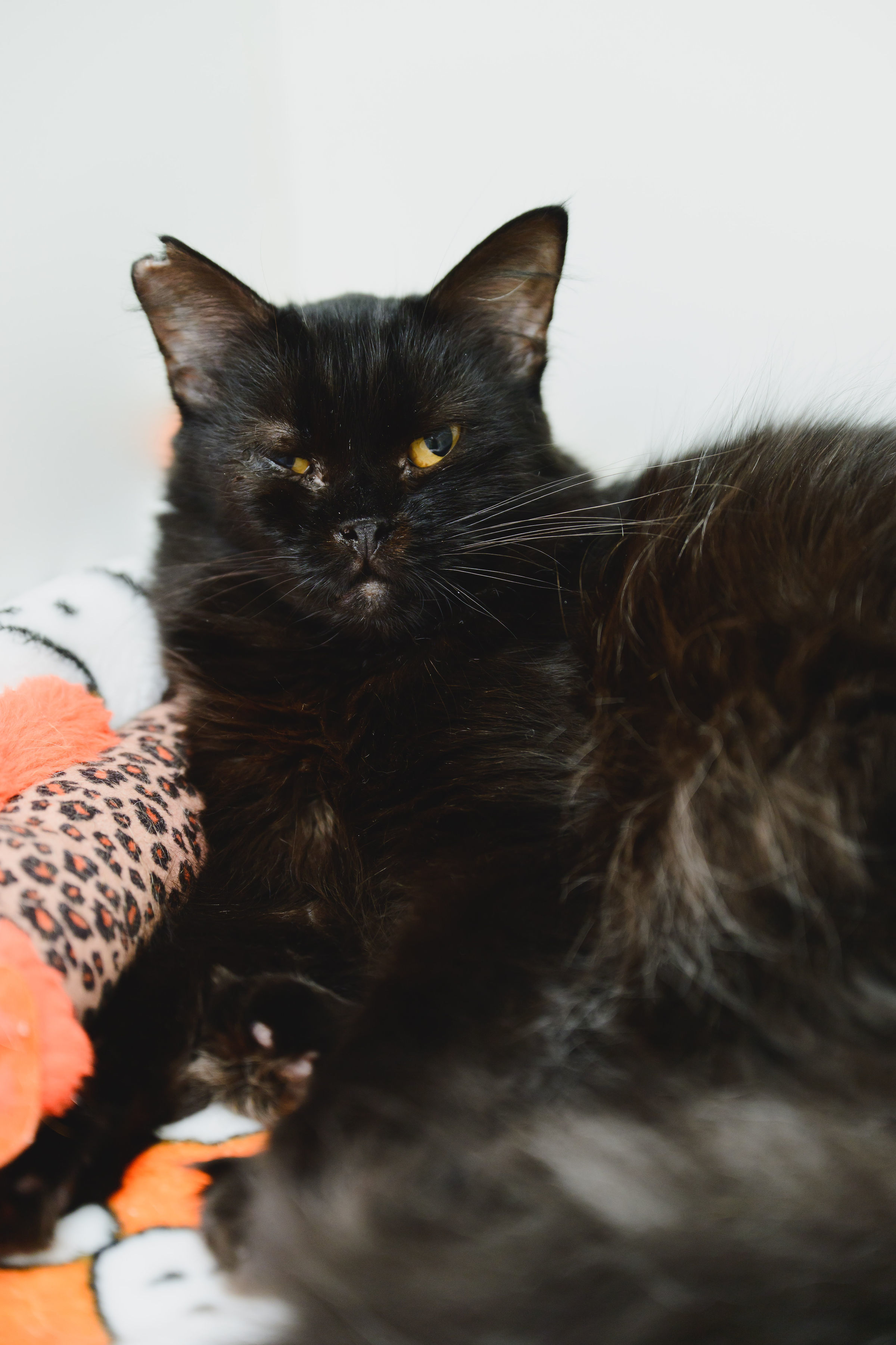 Ivy, an adoptable Domestic Medium Hair in Honolulu, HI, 96826 | Photo Image 4