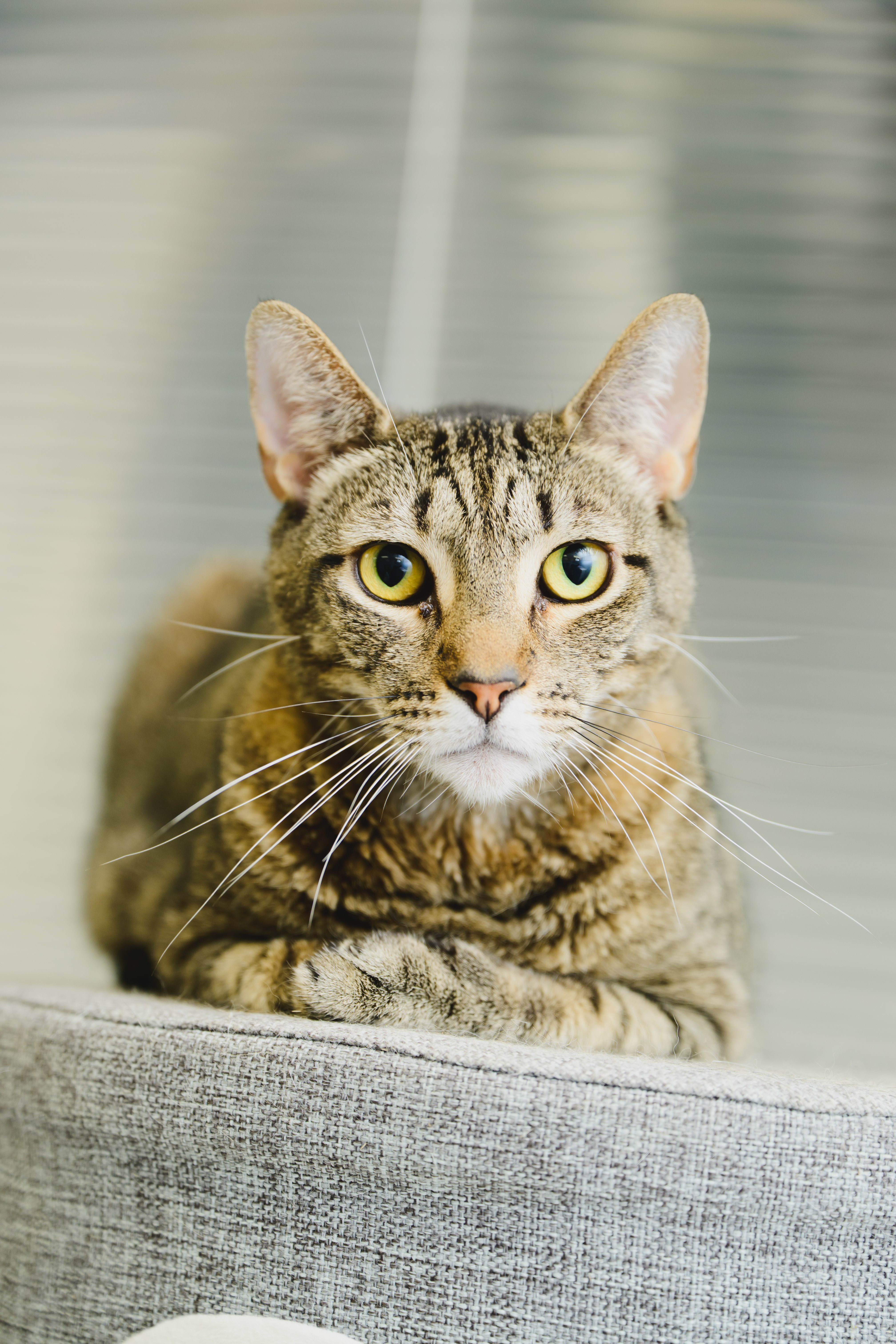 Rey, an adoptable Domestic Short Hair in Honolulu, HI, 96826 | Photo Image 1