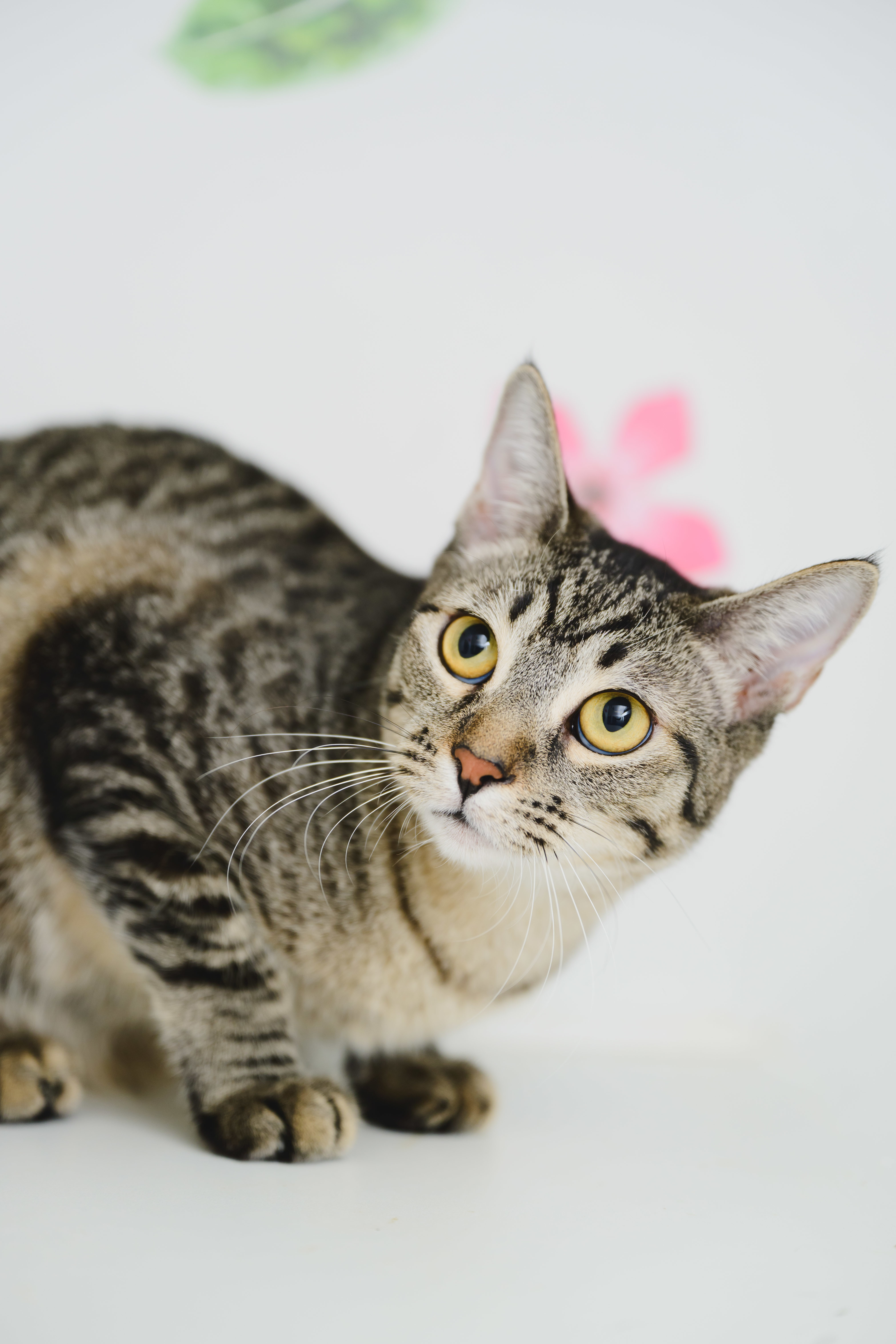 Rey, an adoptable Domestic Short Hair in Honolulu, HI, 96826 | Photo Image 2