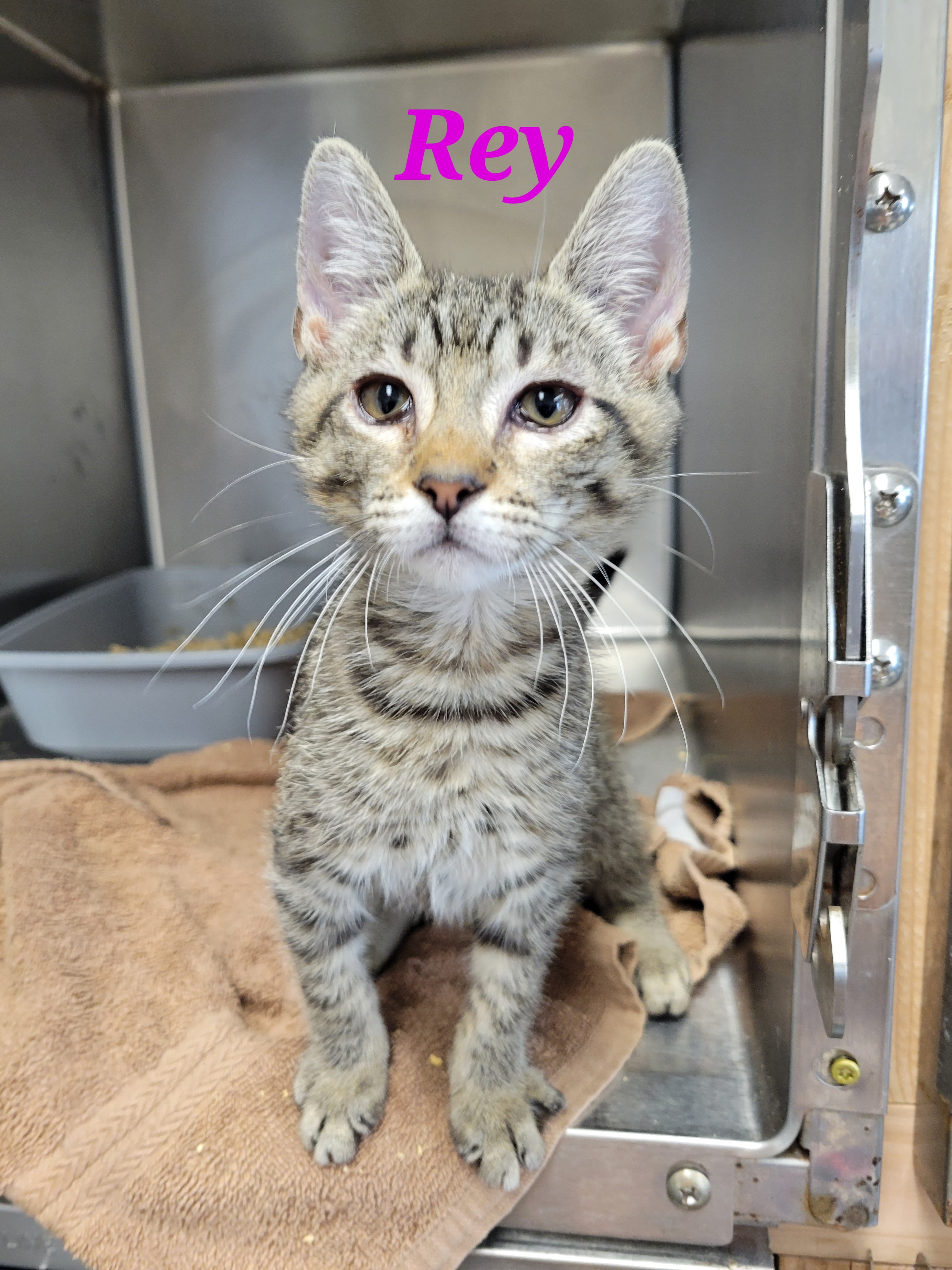 Rey, an adoptable Domestic Short Hair in Honolulu, HI, 96826 | Photo Image 3