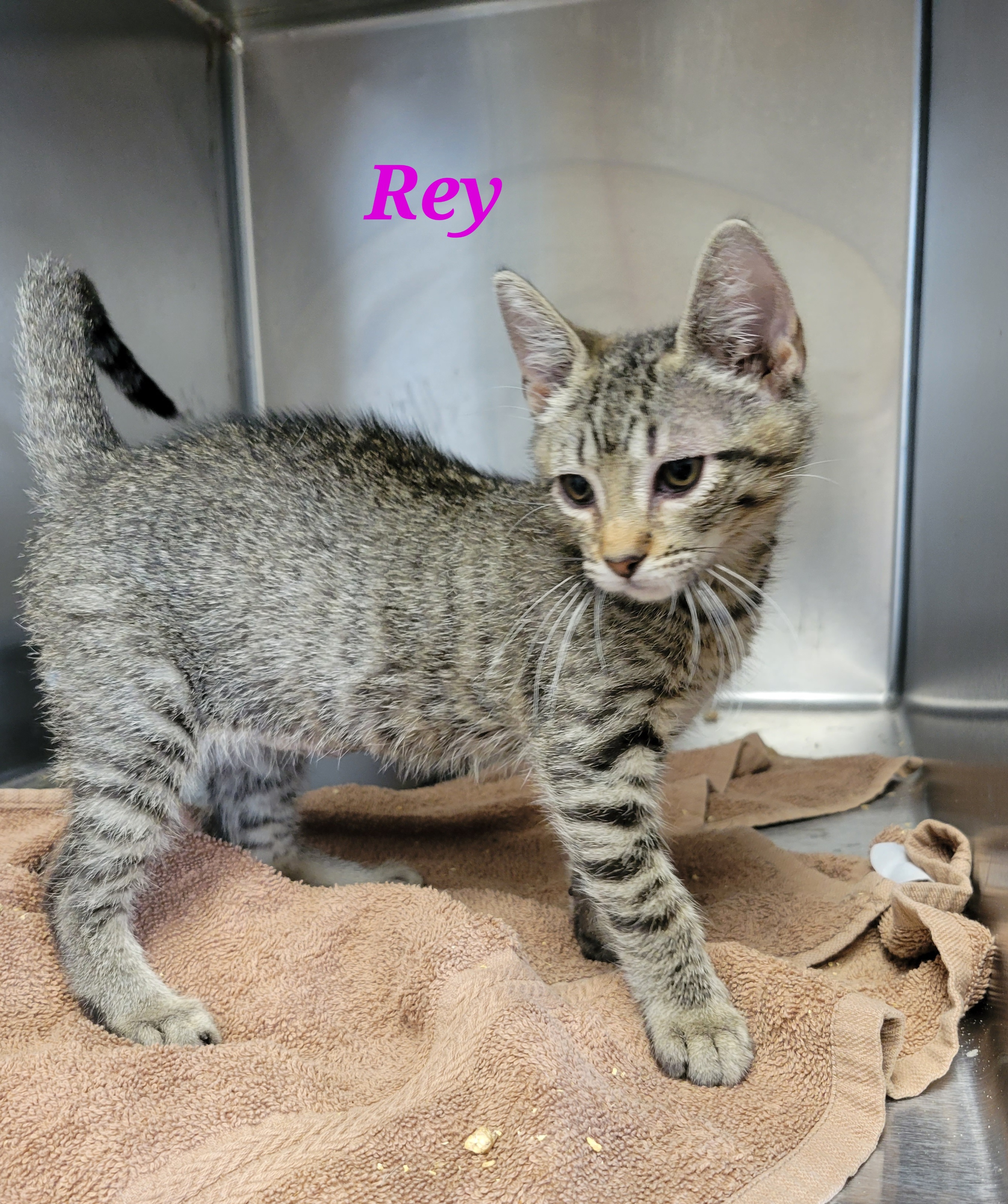 Rey, an adoptable Domestic Short Hair in Honolulu, HI, 96826 | Photo Image 4