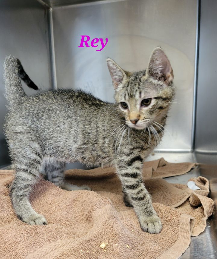 Rey 4