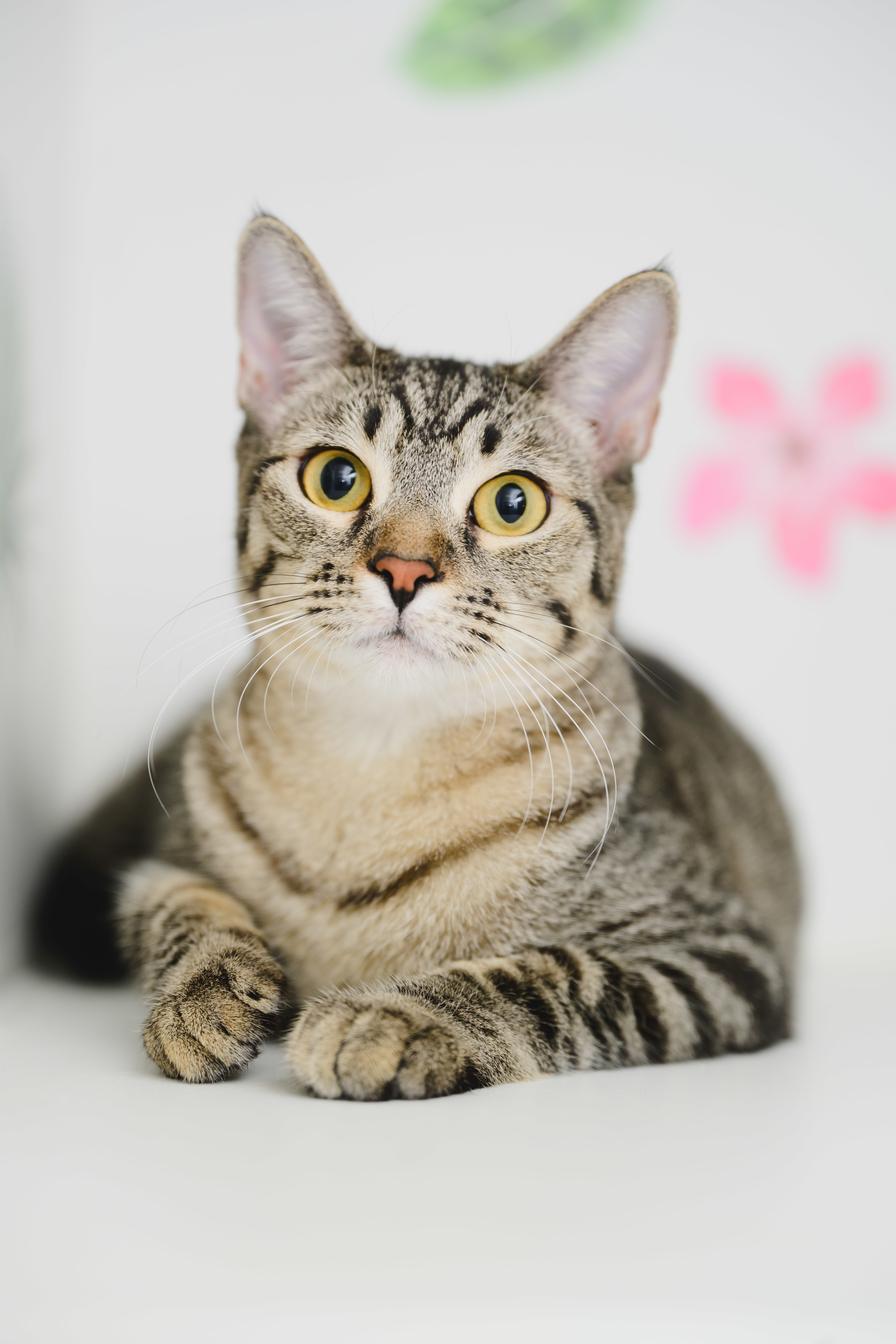 Rey, an adoptable Domestic Short Hair in Honolulu, HI, 96826 | Photo Image 5