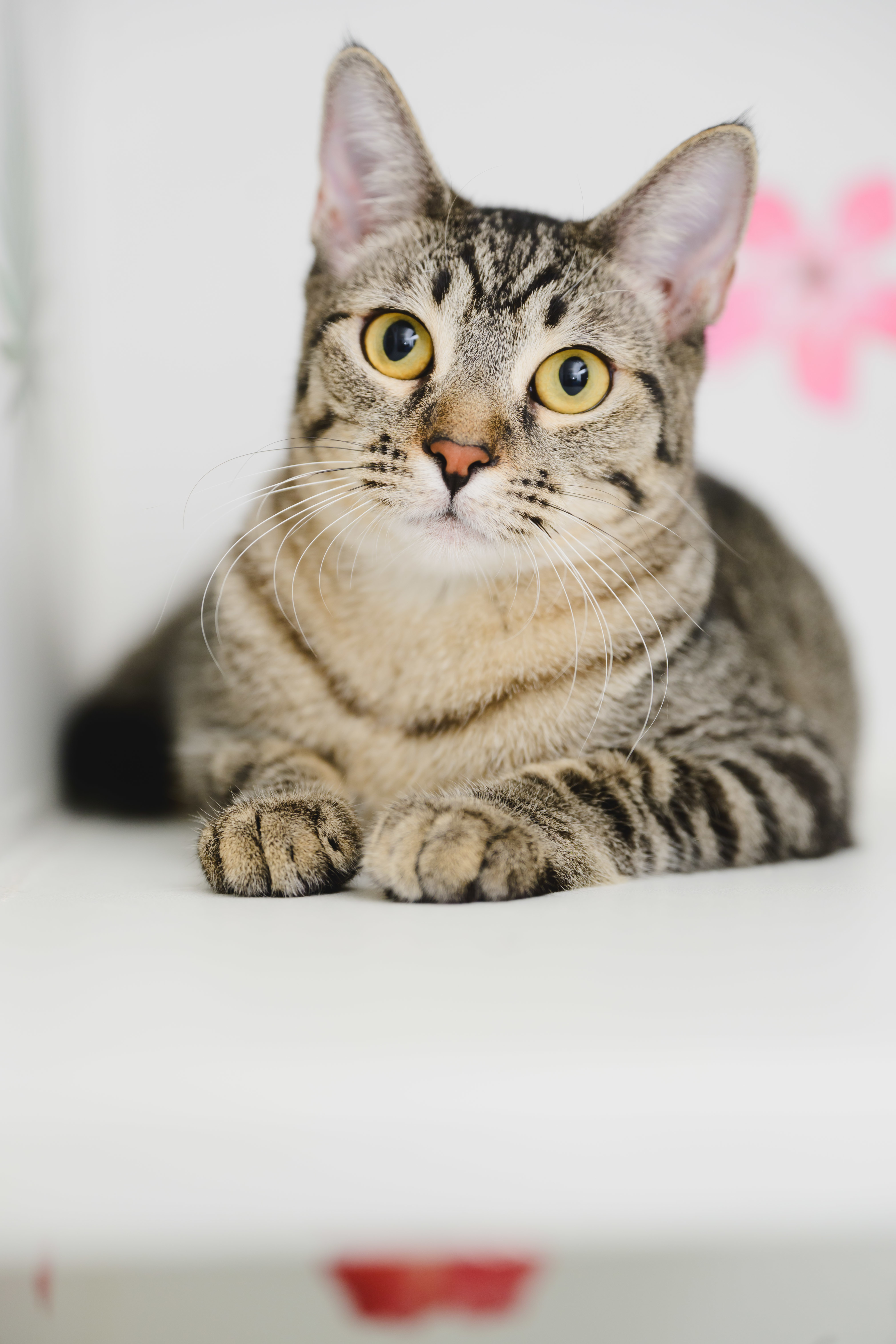 Rey, an adoptable Domestic Short Hair in Honolulu, HI, 96826 | Photo Image 6