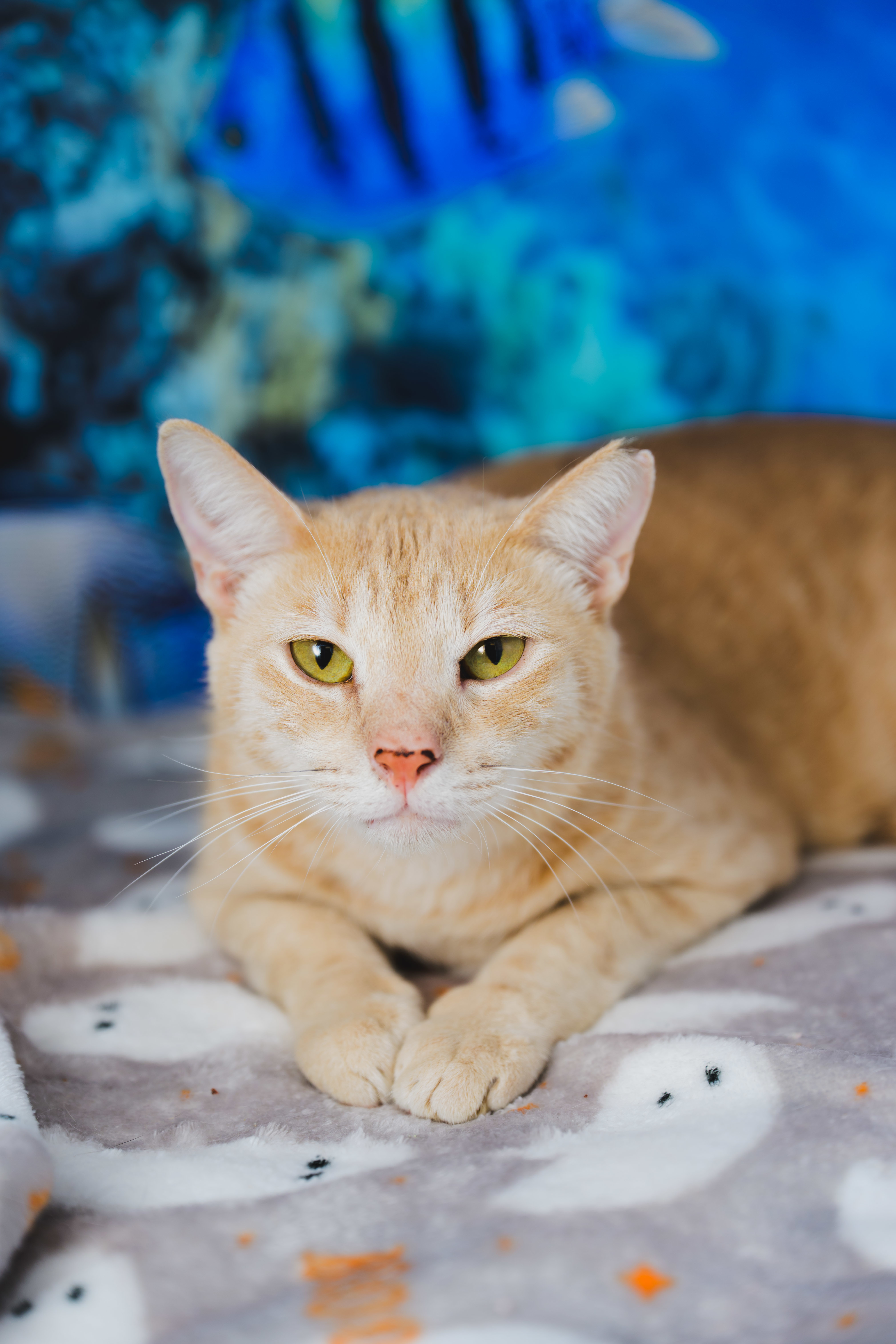 Cheerio, an adoptable Domestic Short Hair in Honolulu, HI, 96826 | Photo Image 1