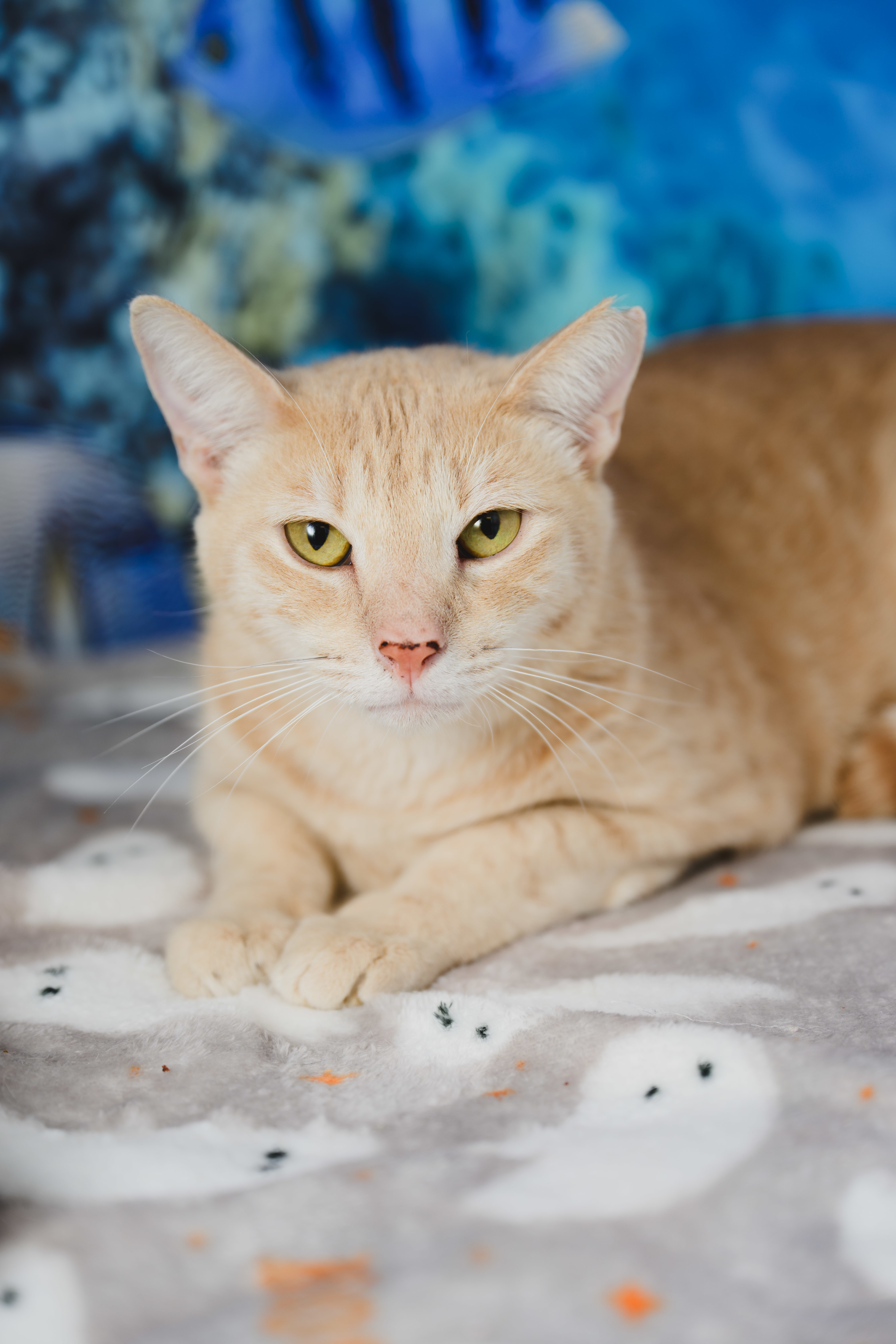 Cheerio, an adoptable Domestic Short Hair in Honolulu, HI, 96826 | Photo Image 2