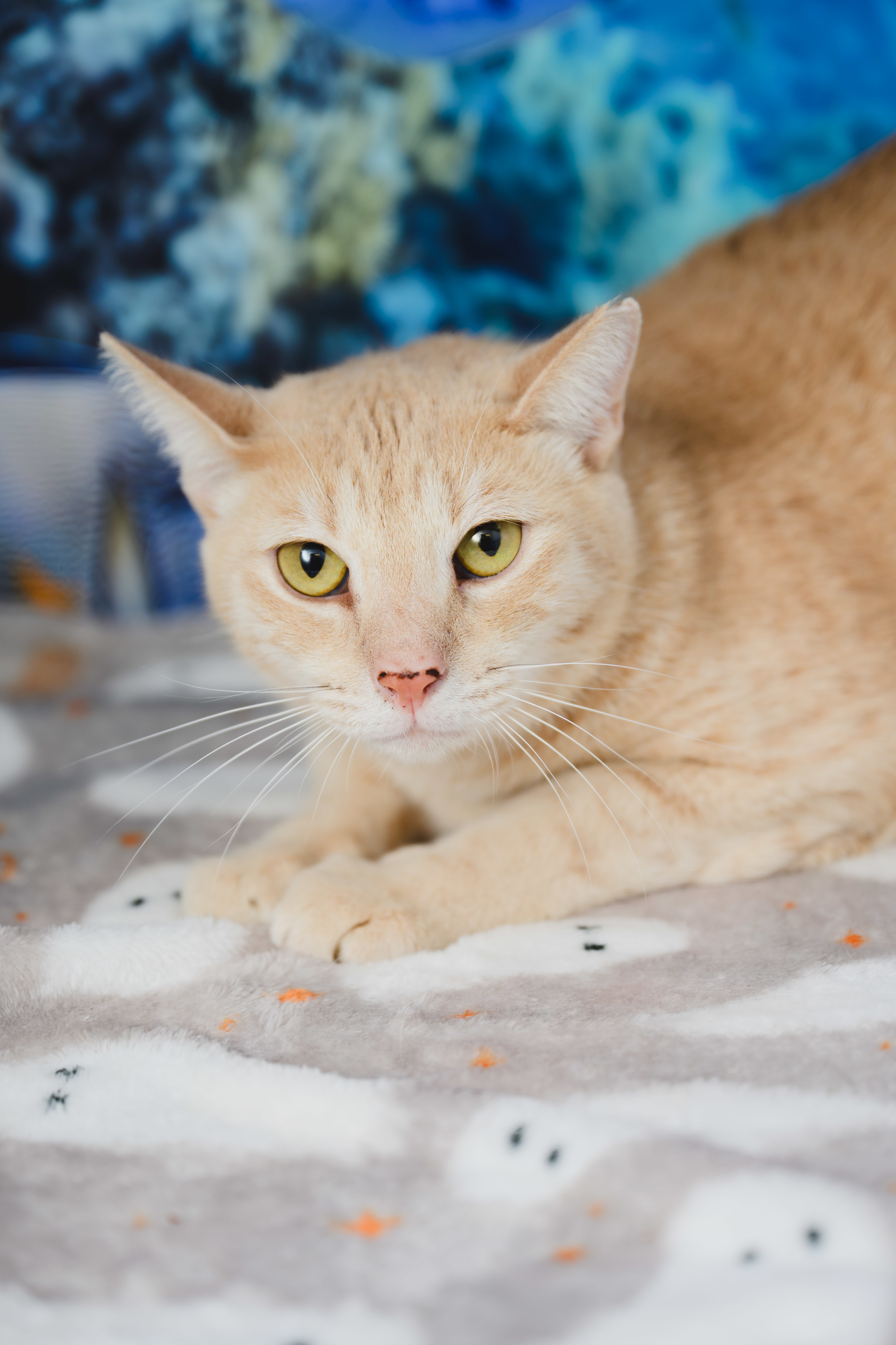 Cheerio, an adoptable Domestic Short Hair in Honolulu, HI, 96826 | Photo Image 3