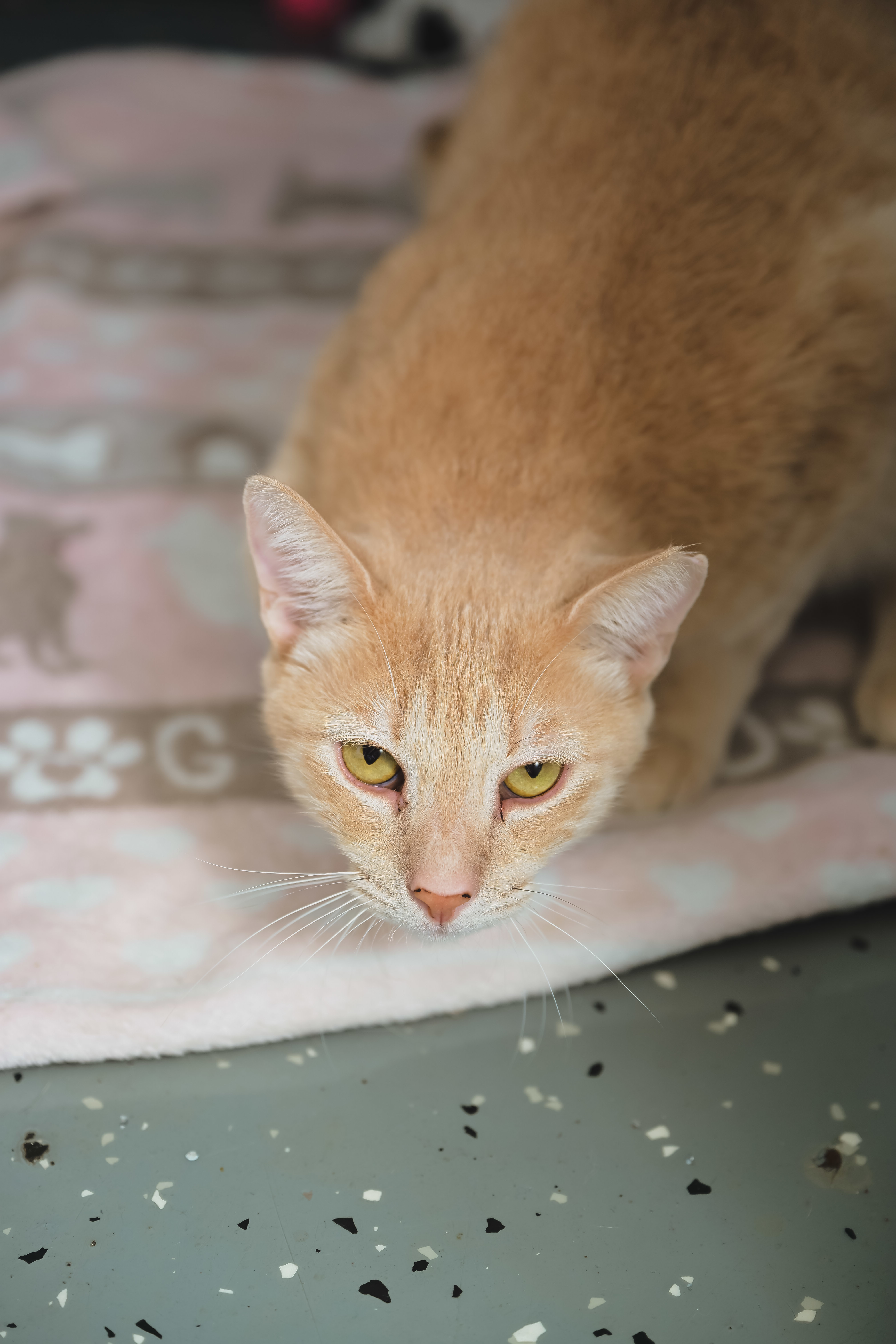 Cheerio, an adoptable Domestic Short Hair in Honolulu, HI, 96826 | Photo Image 4