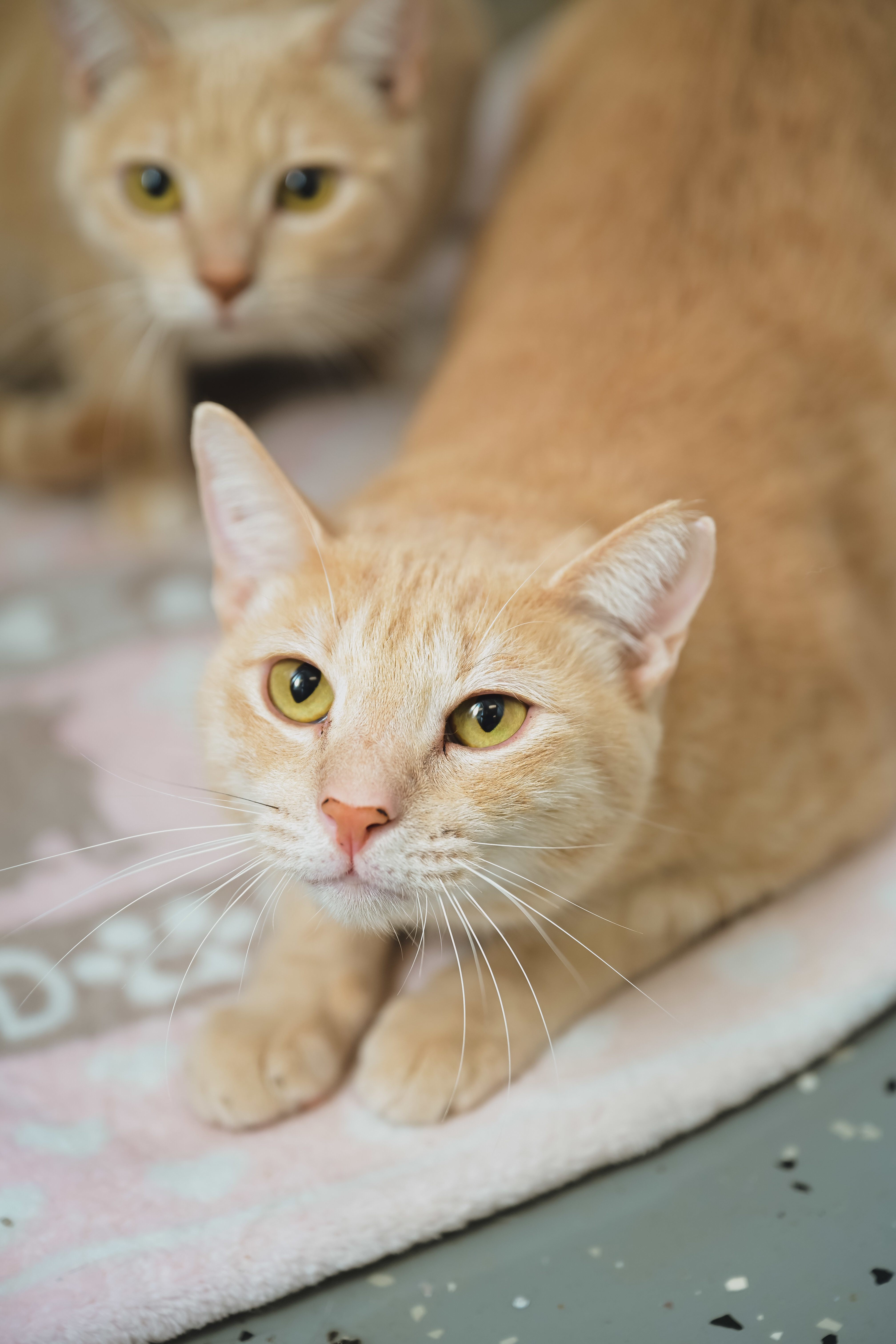Cheerio, an adoptable Domestic Short Hair in Honolulu, HI, 96826 | Photo Image 5