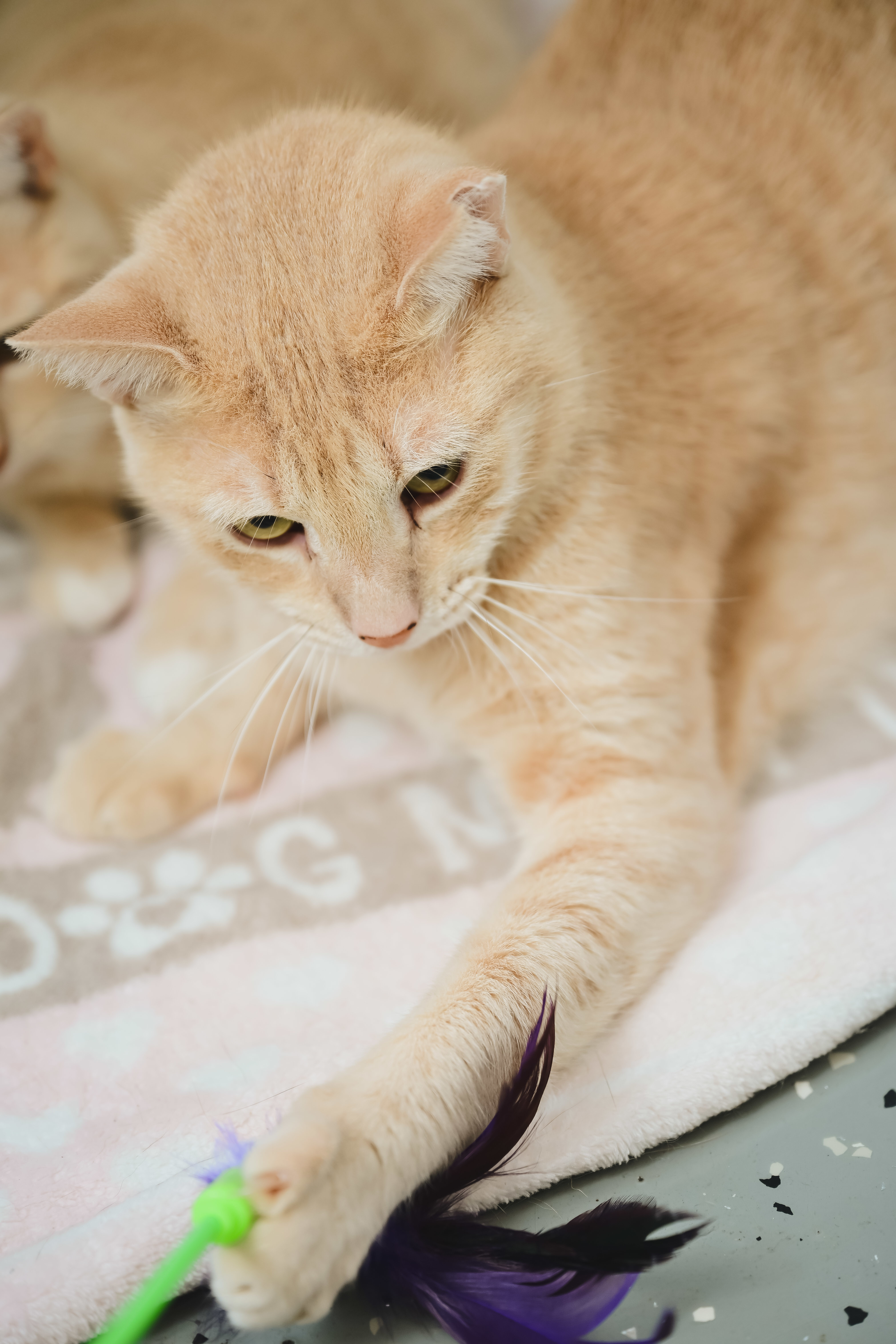 Cheerio, an adoptable Domestic Short Hair in Honolulu, HI, 96826 | Photo Image 6