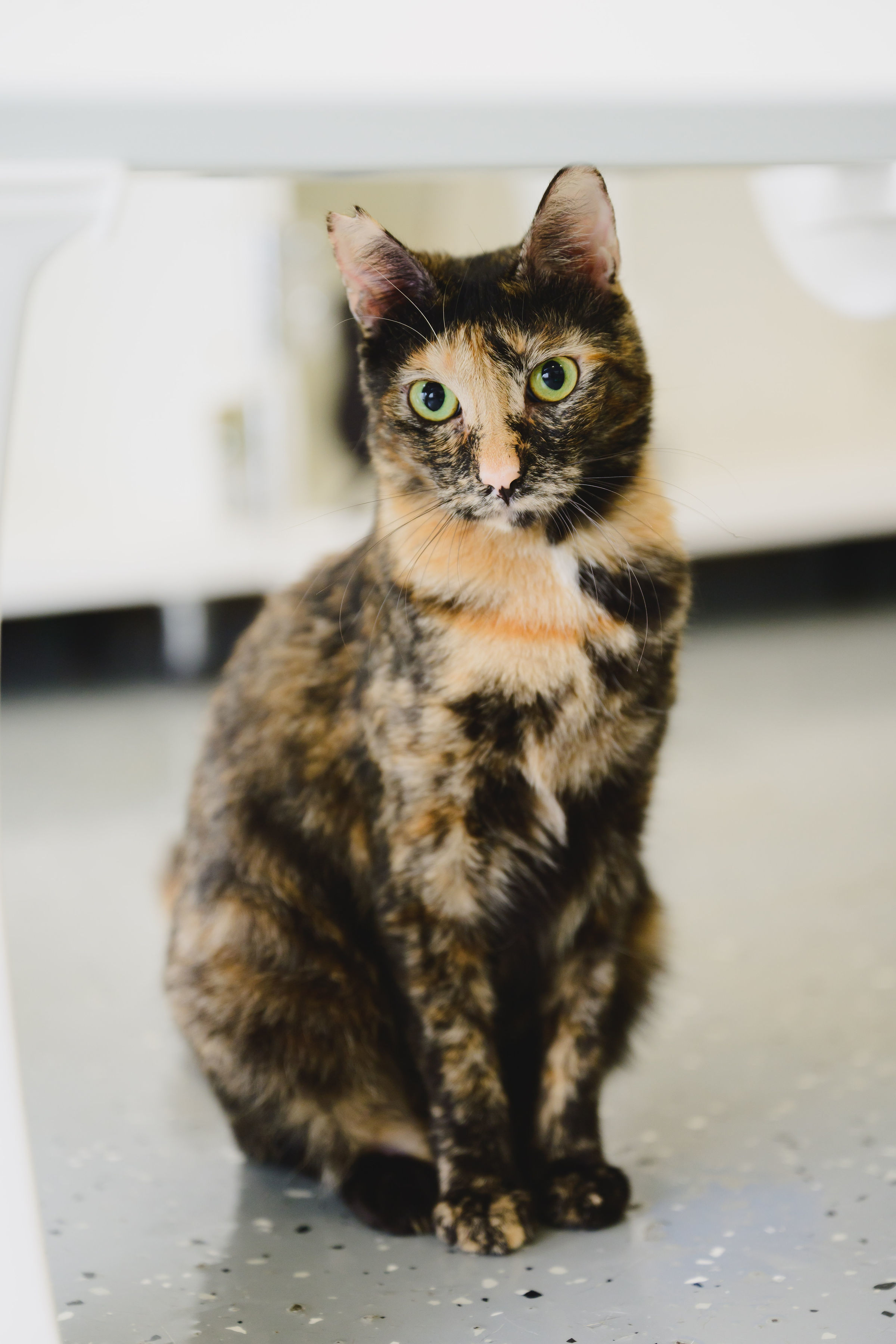 Vivie, an adoptable Domestic Short Hair in Honolulu, HI, 96826 | Photo Image 1