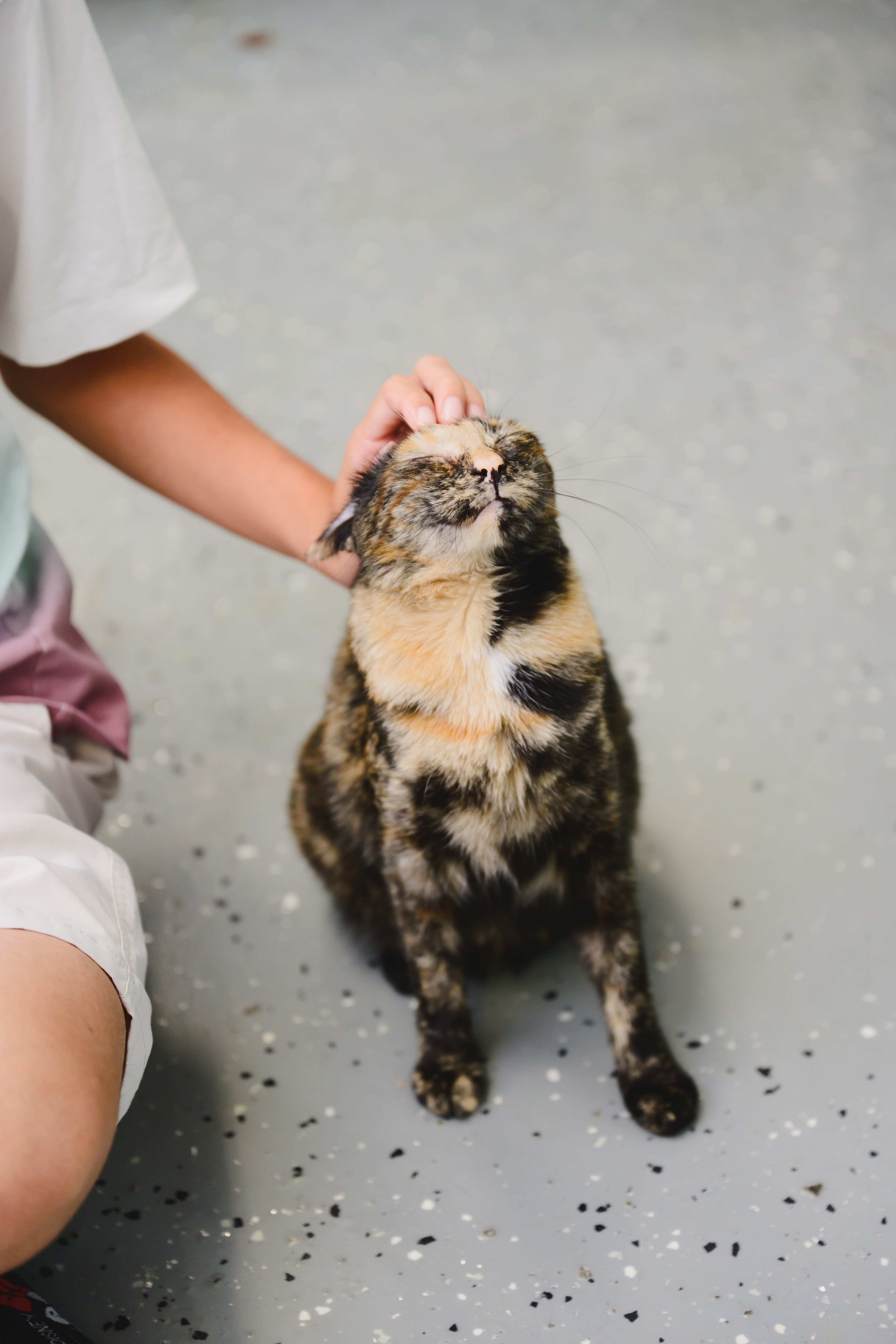 Vivie, an adoptable Domestic Short Hair in Honolulu, HI, 96826 | Photo Image 2