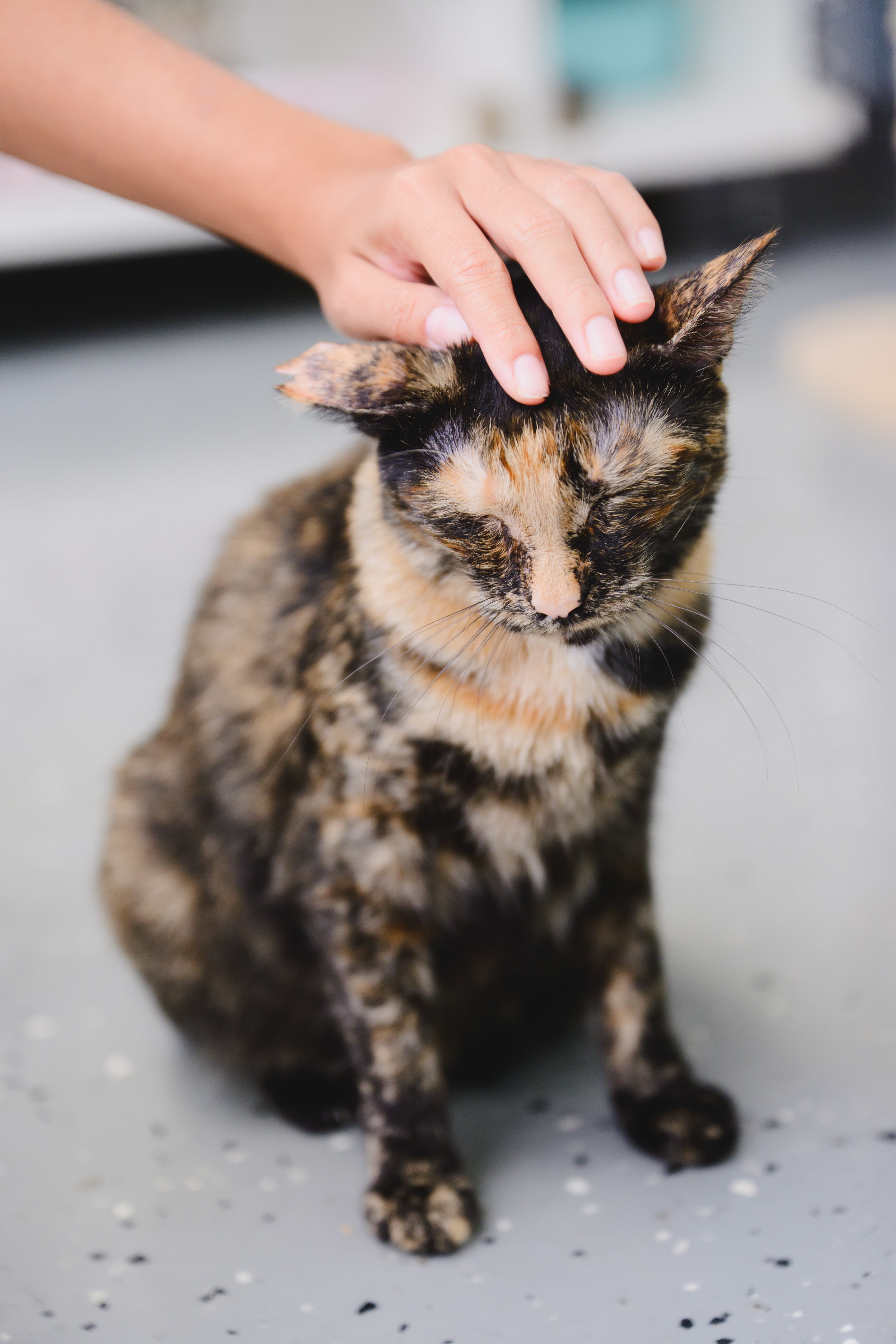 Vivie, an adoptable Domestic Short Hair in Honolulu, HI, 96826 | Photo Image 3
