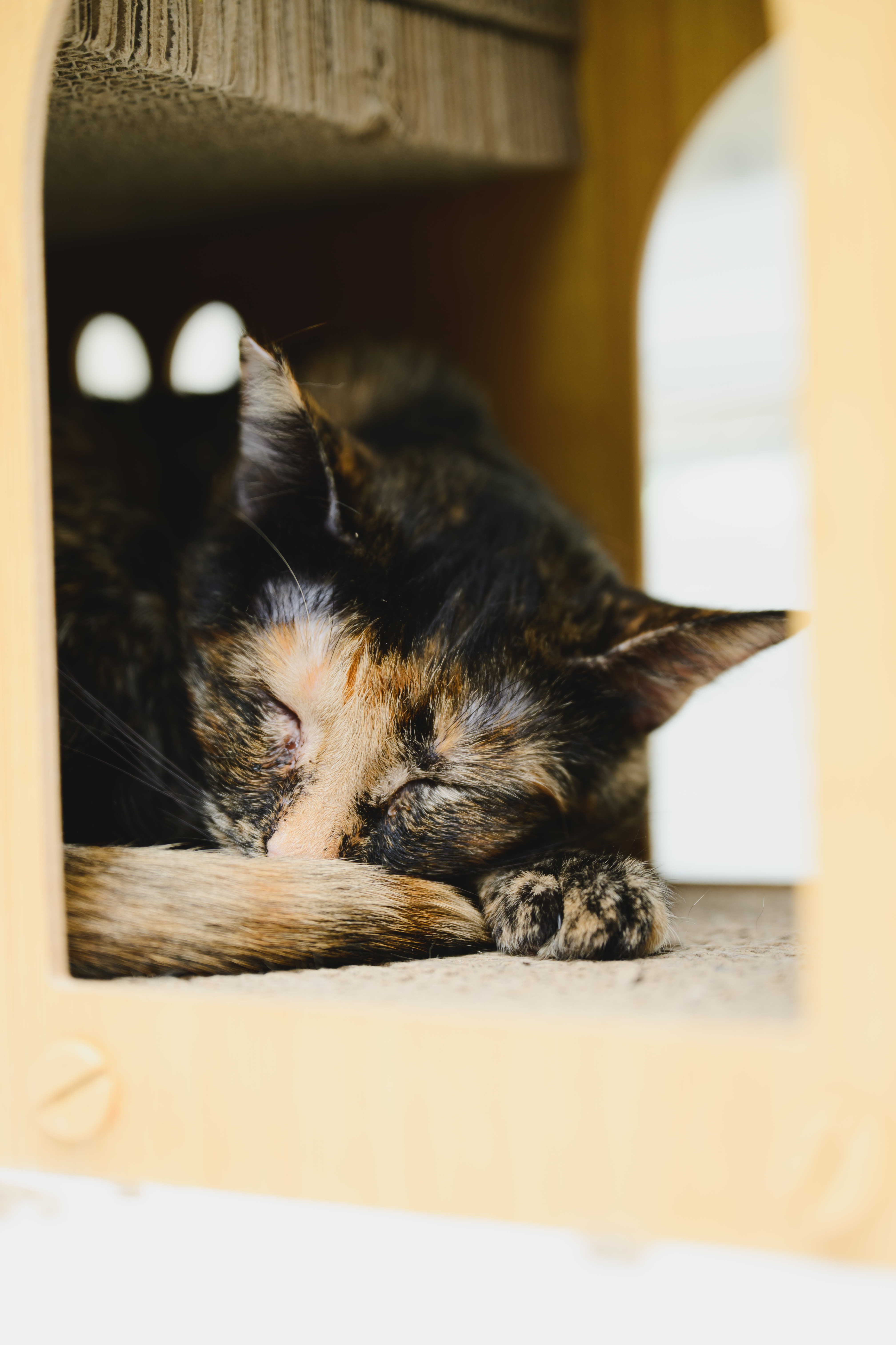 Vivie, an adoptable Domestic Short Hair in Honolulu, HI, 96826 | Photo Image 4