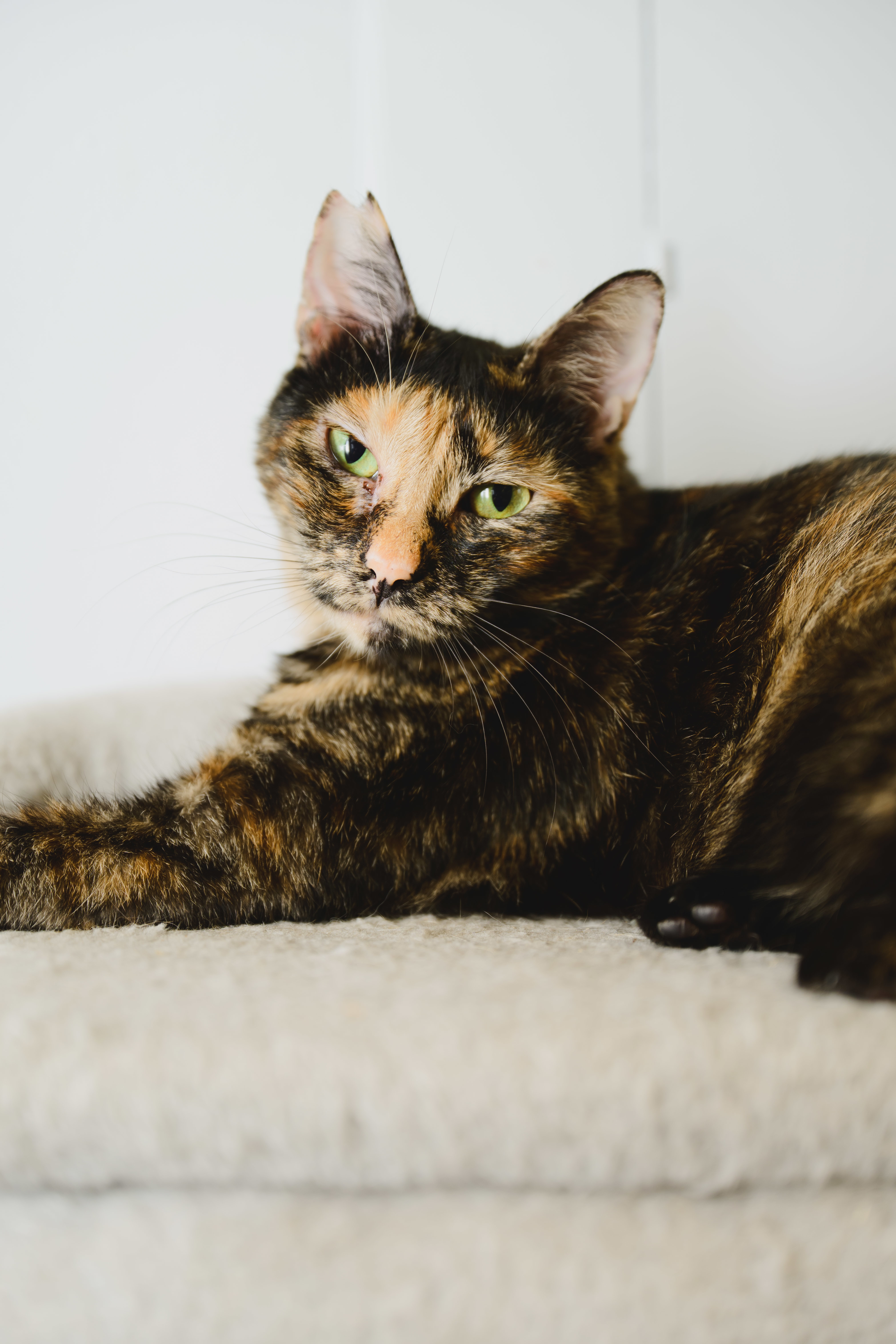Vivie, an adoptable Domestic Short Hair in Honolulu, HI, 96826 | Photo Image 5