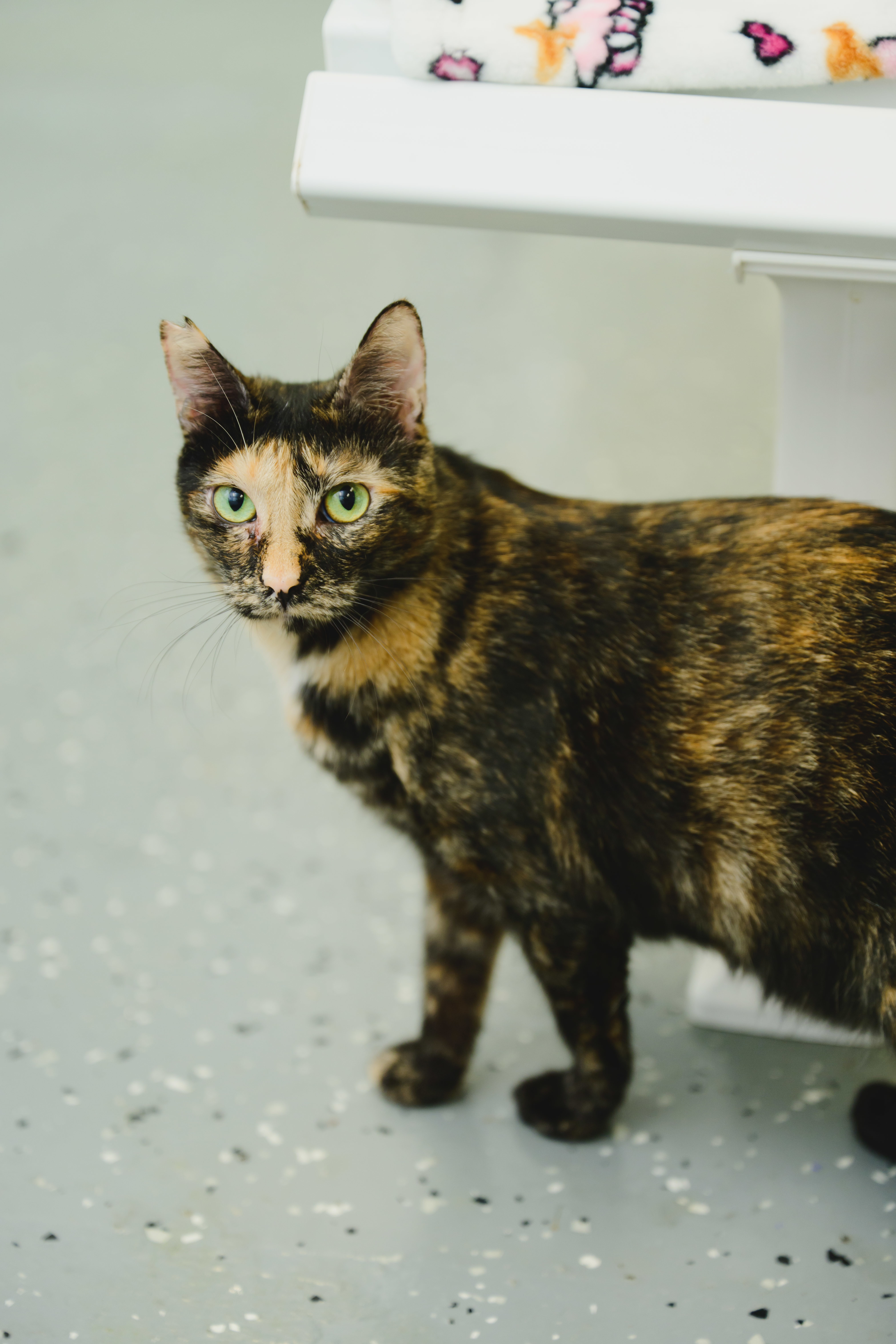 Vivie, an adoptable Domestic Short Hair in Honolulu, HI, 96826 | Photo Image 6