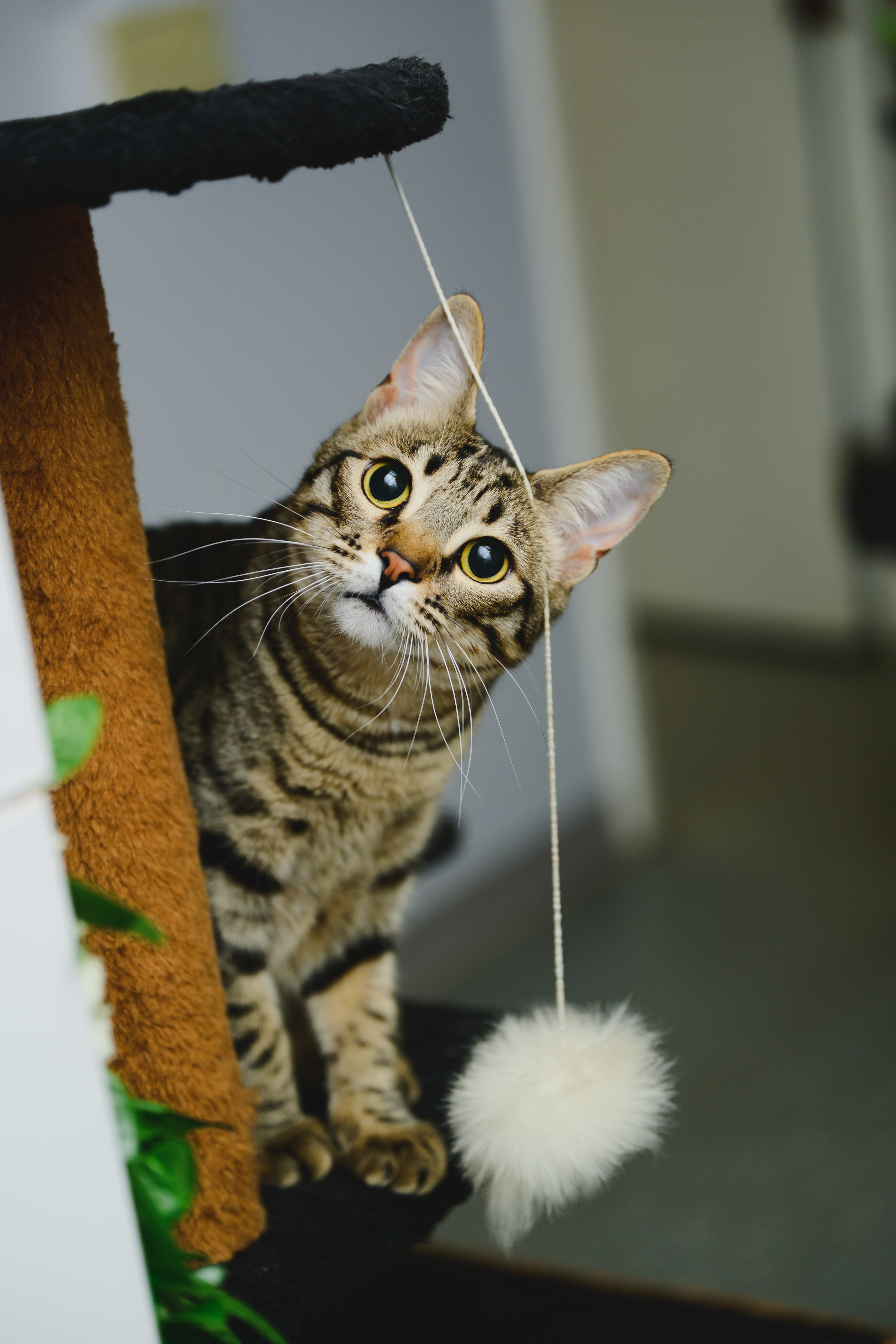Gallatin, an adoptable Domestic Short Hair in Honolulu, HI, 96826 | Photo Image 1