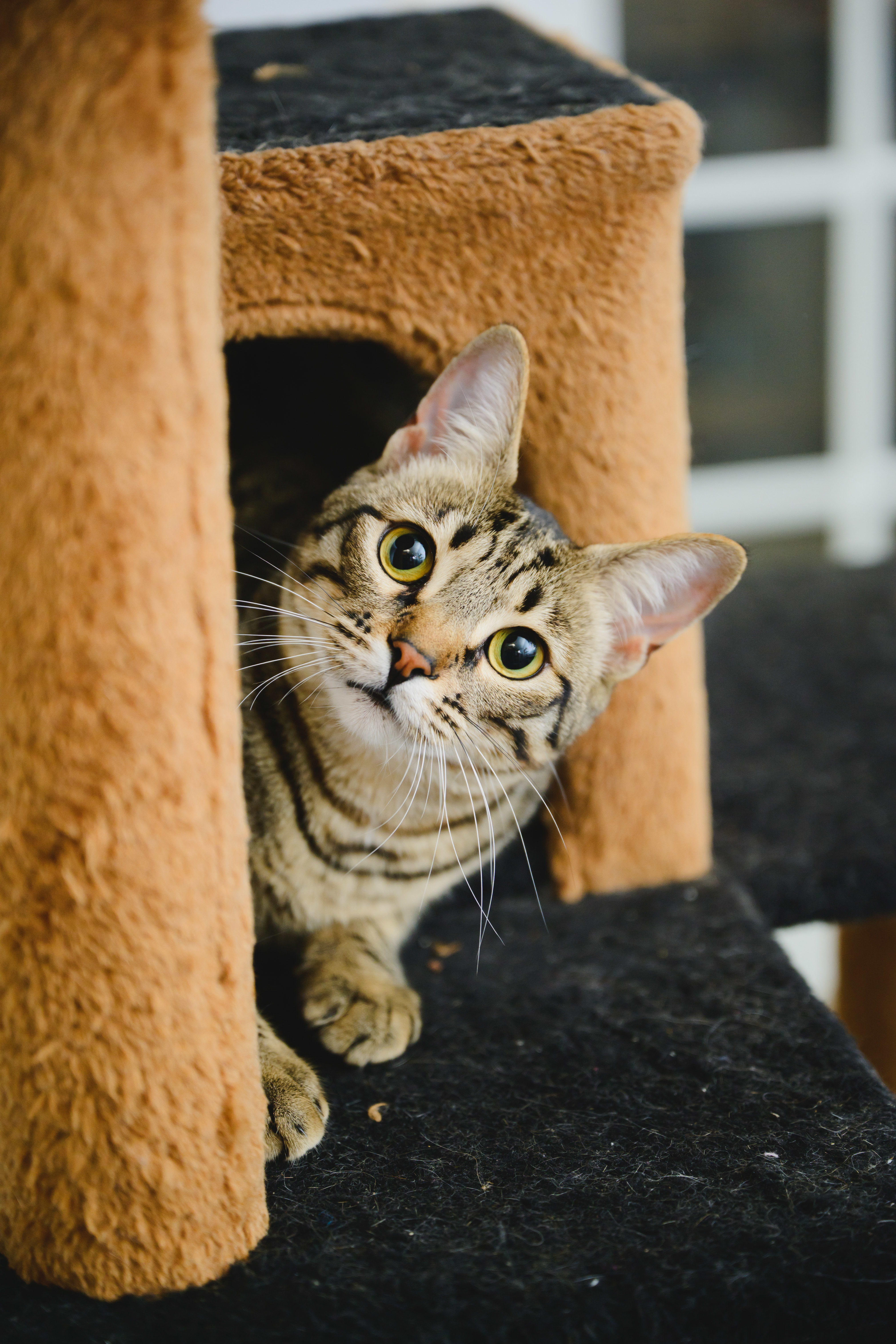 Gallatin, an adoptable Domestic Short Hair in Honolulu, HI, 96826 | Photo Image 2