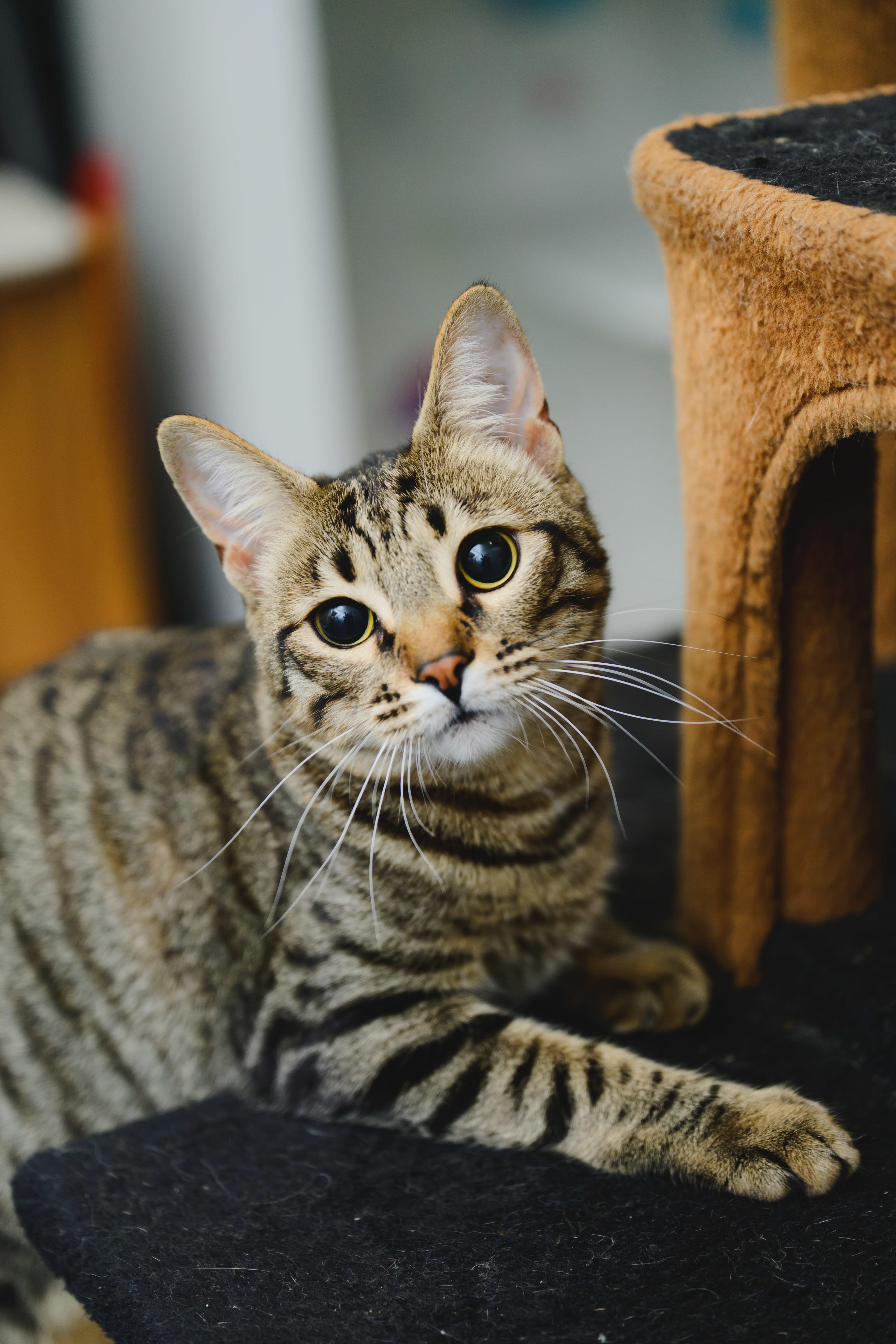 Gallatin, an adoptable Domestic Short Hair in Honolulu, HI, 96826 | Photo Image 3