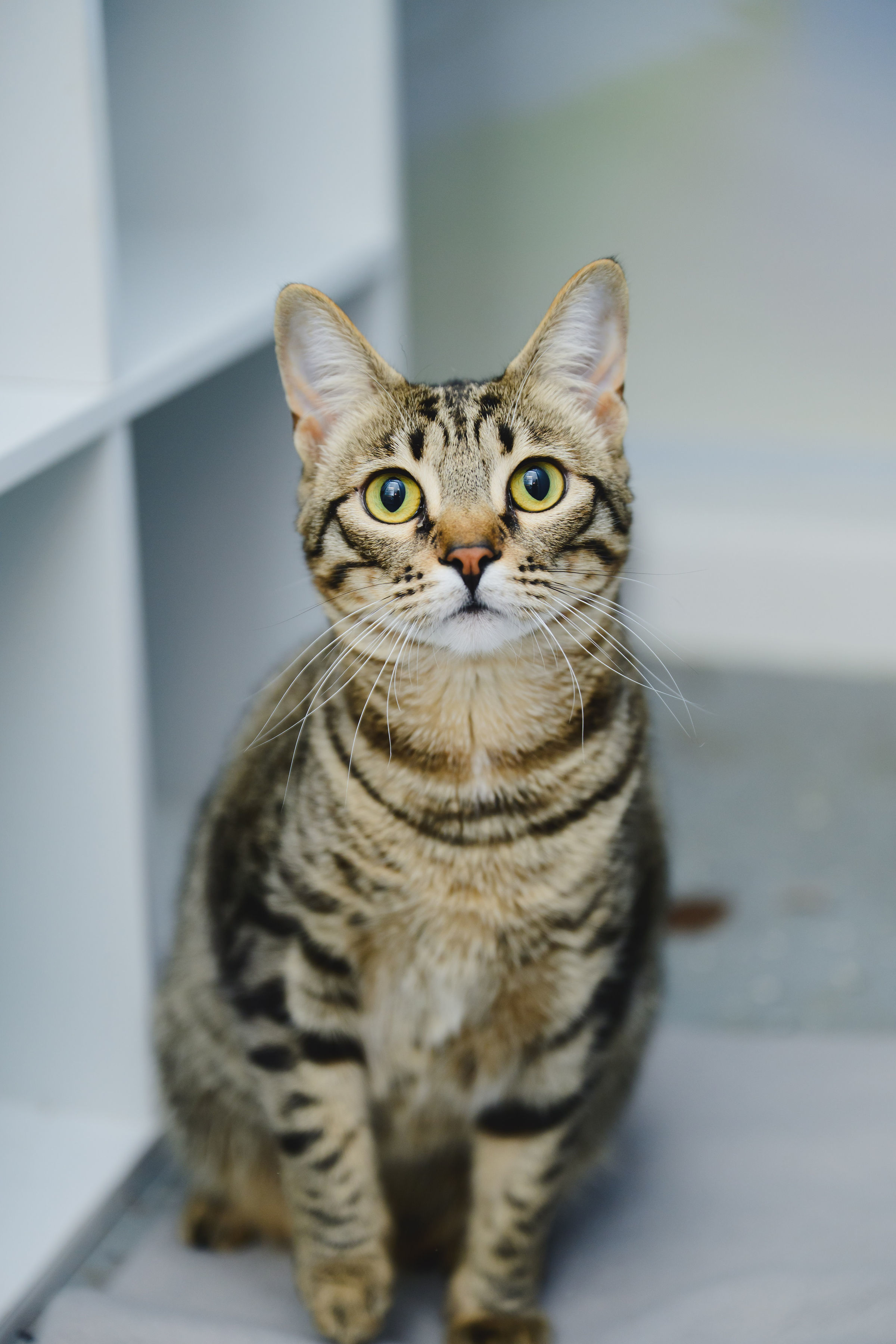 Gallatin, an adoptable Domestic Short Hair in Honolulu, HI, 96826 | Photo Image 4