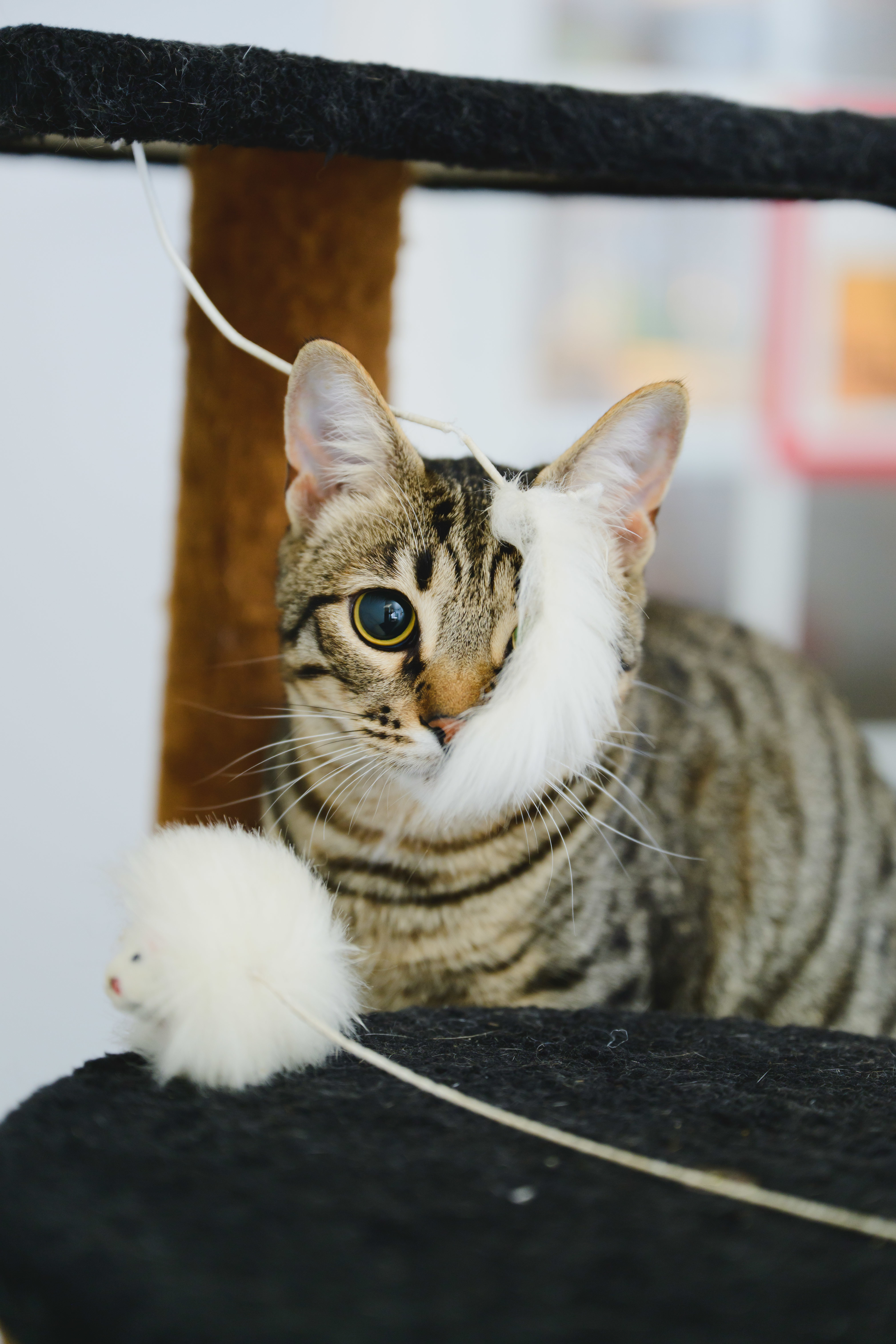 Gallatin, an adoptable Domestic Short Hair in Honolulu, HI, 96826 | Photo Image 5