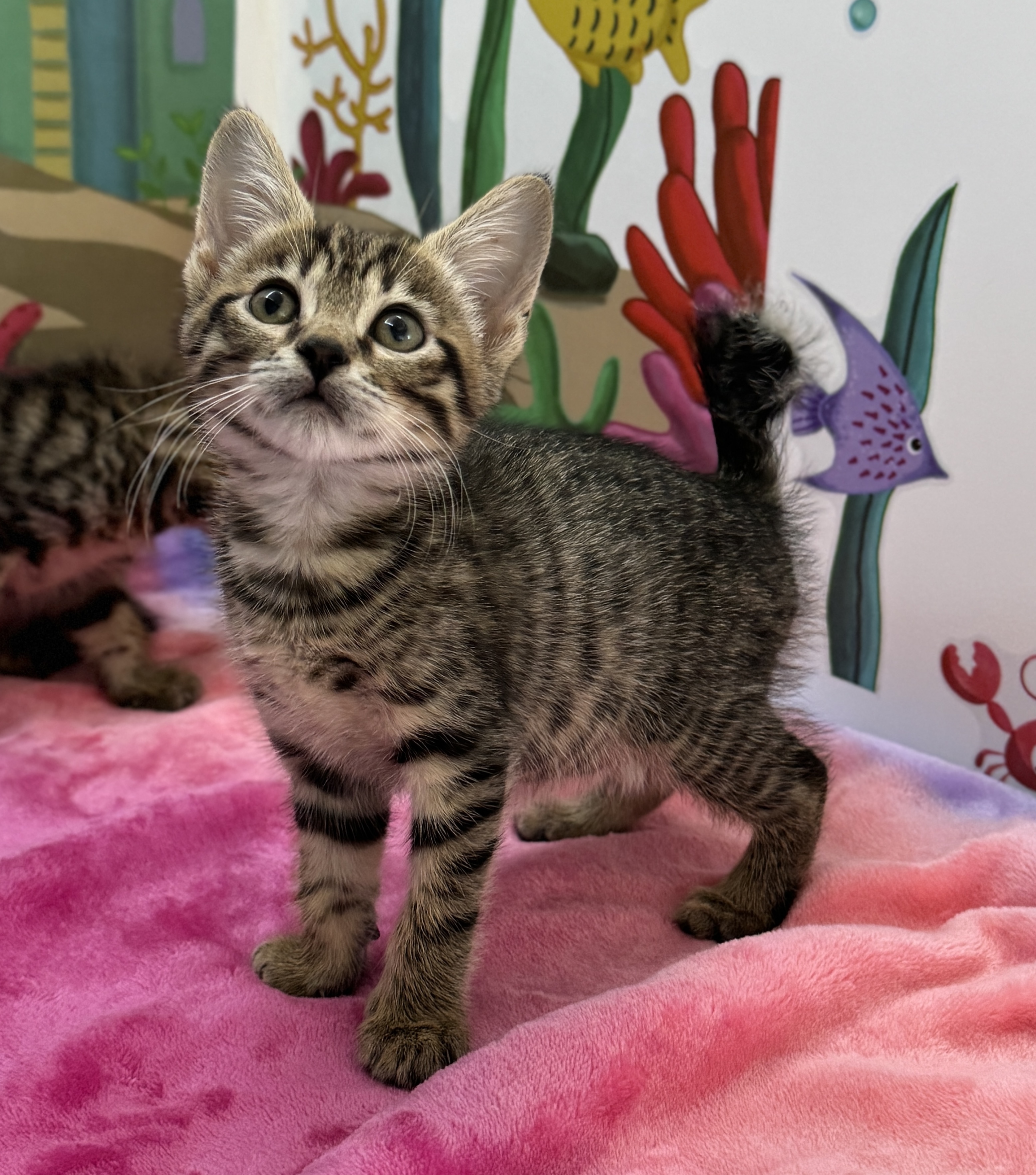 Gallatin, an adoptable Domestic Short Hair in Honolulu, HI, 96826 | Photo Image 6