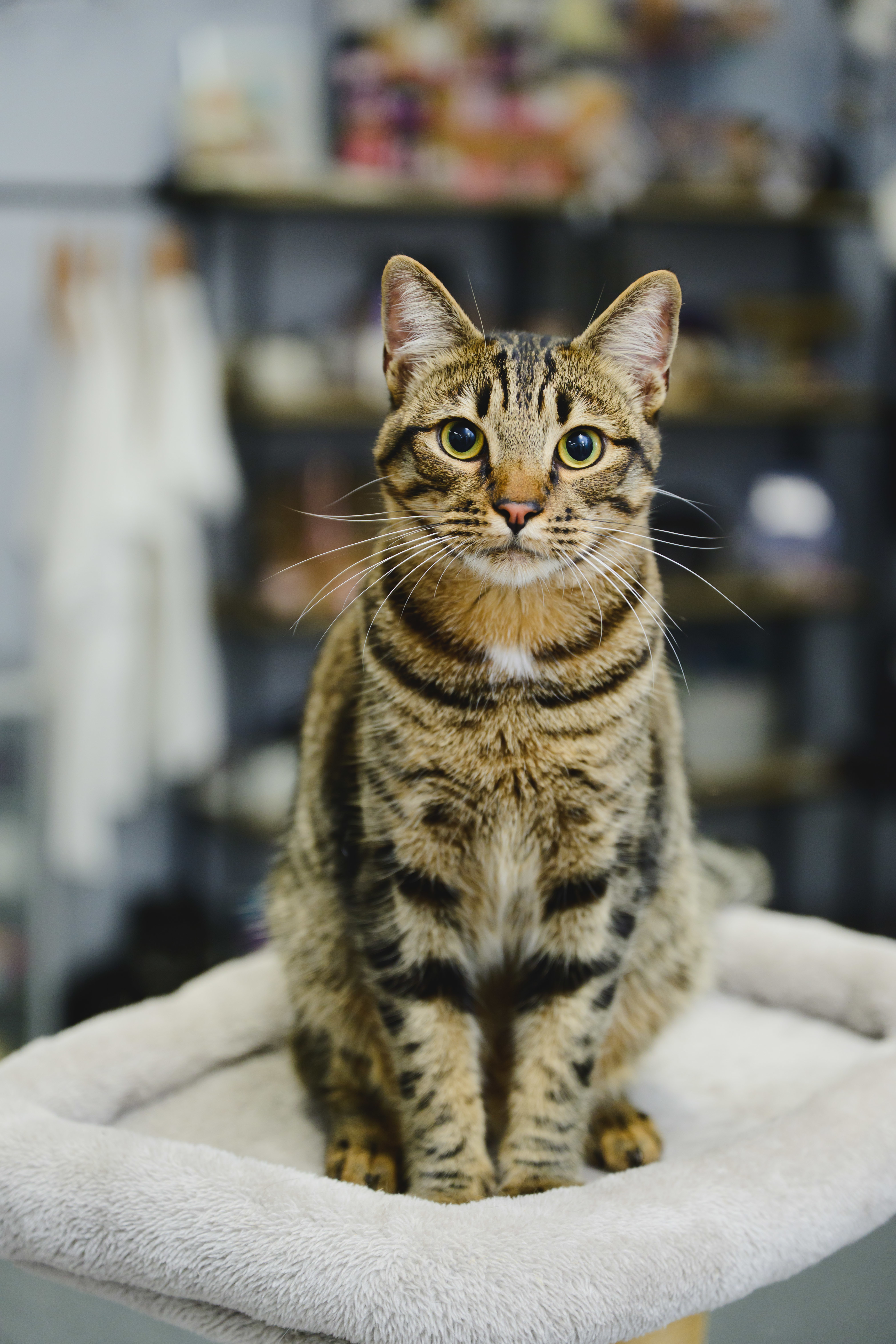 Bridger, an adoptable Domestic Short Hair in Honolulu, HI, 96826 | Photo Image 1