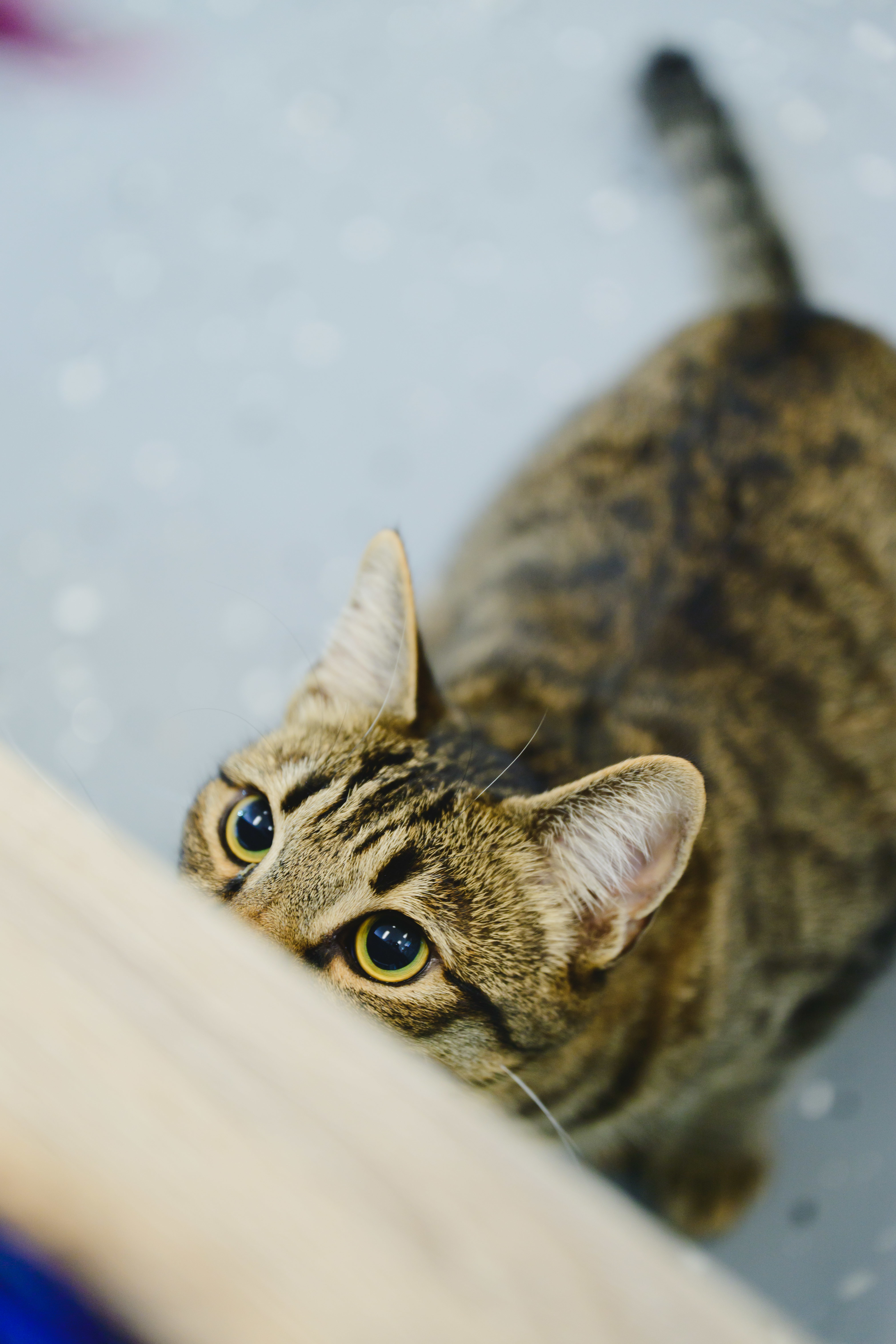 Bridger, an adoptable Domestic Short Hair in Honolulu, HI, 96826 | Photo Image 2