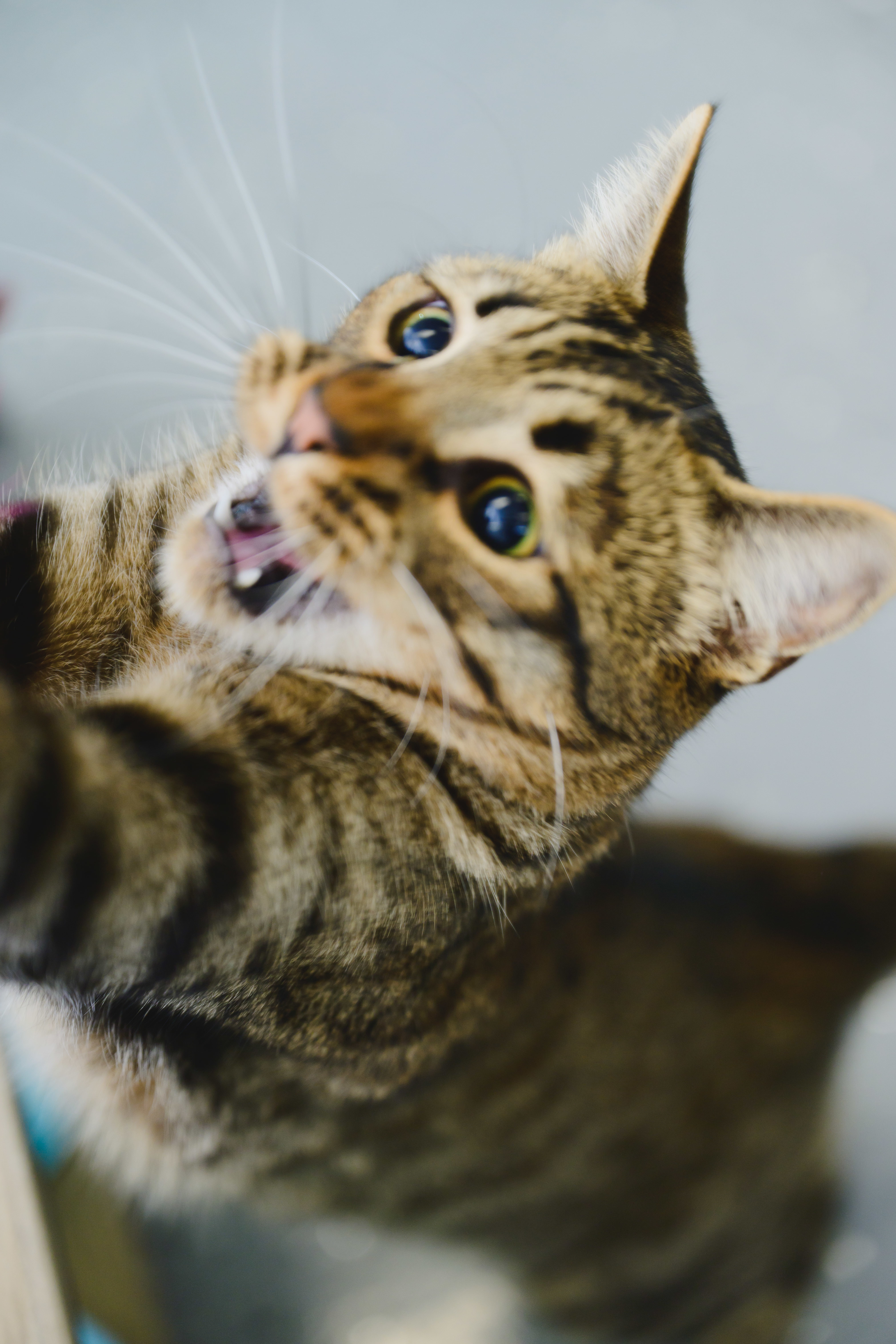 Bridger, an adoptable Domestic Short Hair in Honolulu, HI, 96826 | Photo Image 3
