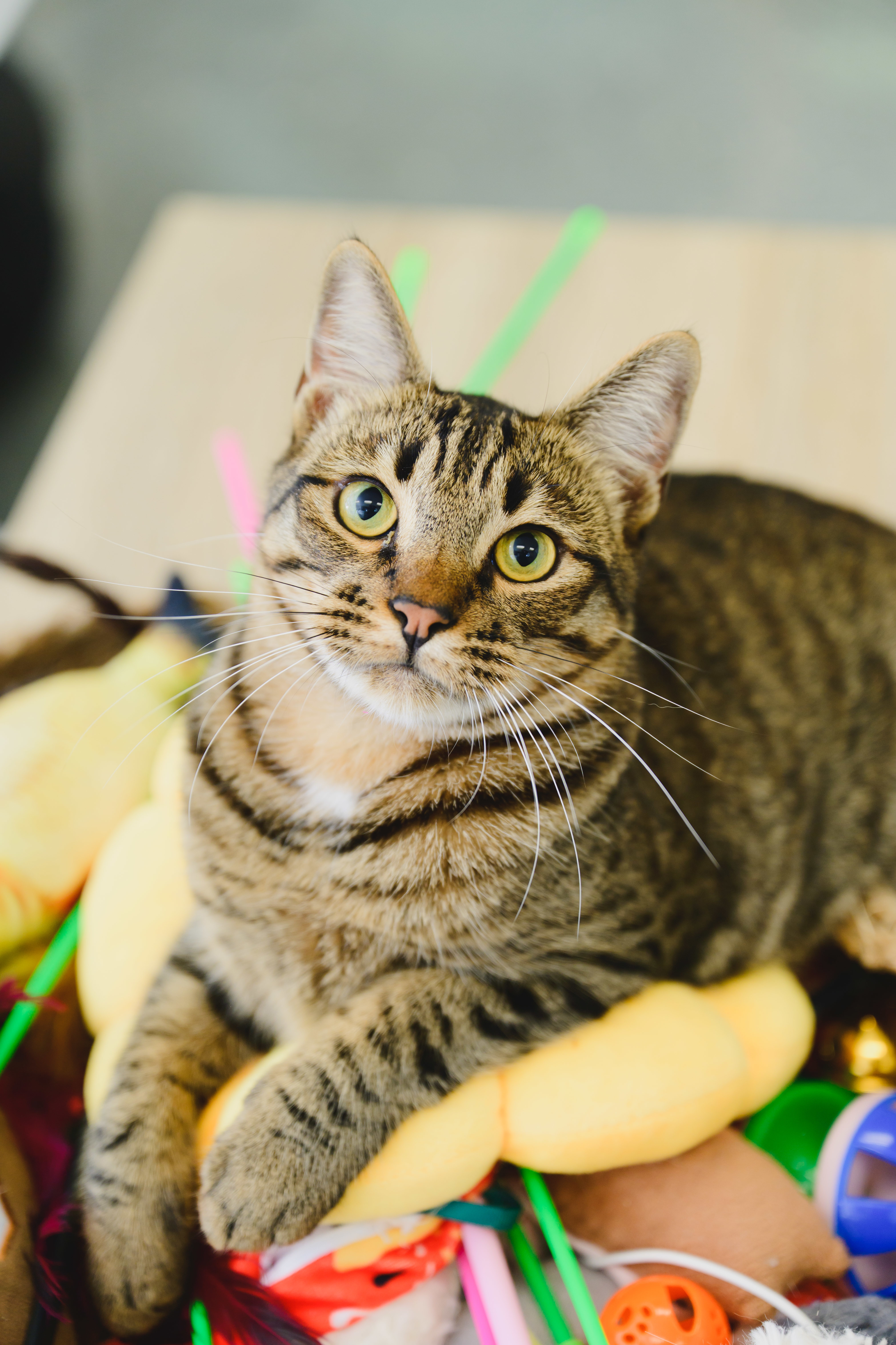 Bridger, an adoptable Domestic Short Hair in Honolulu, HI, 96826 | Photo Image 4