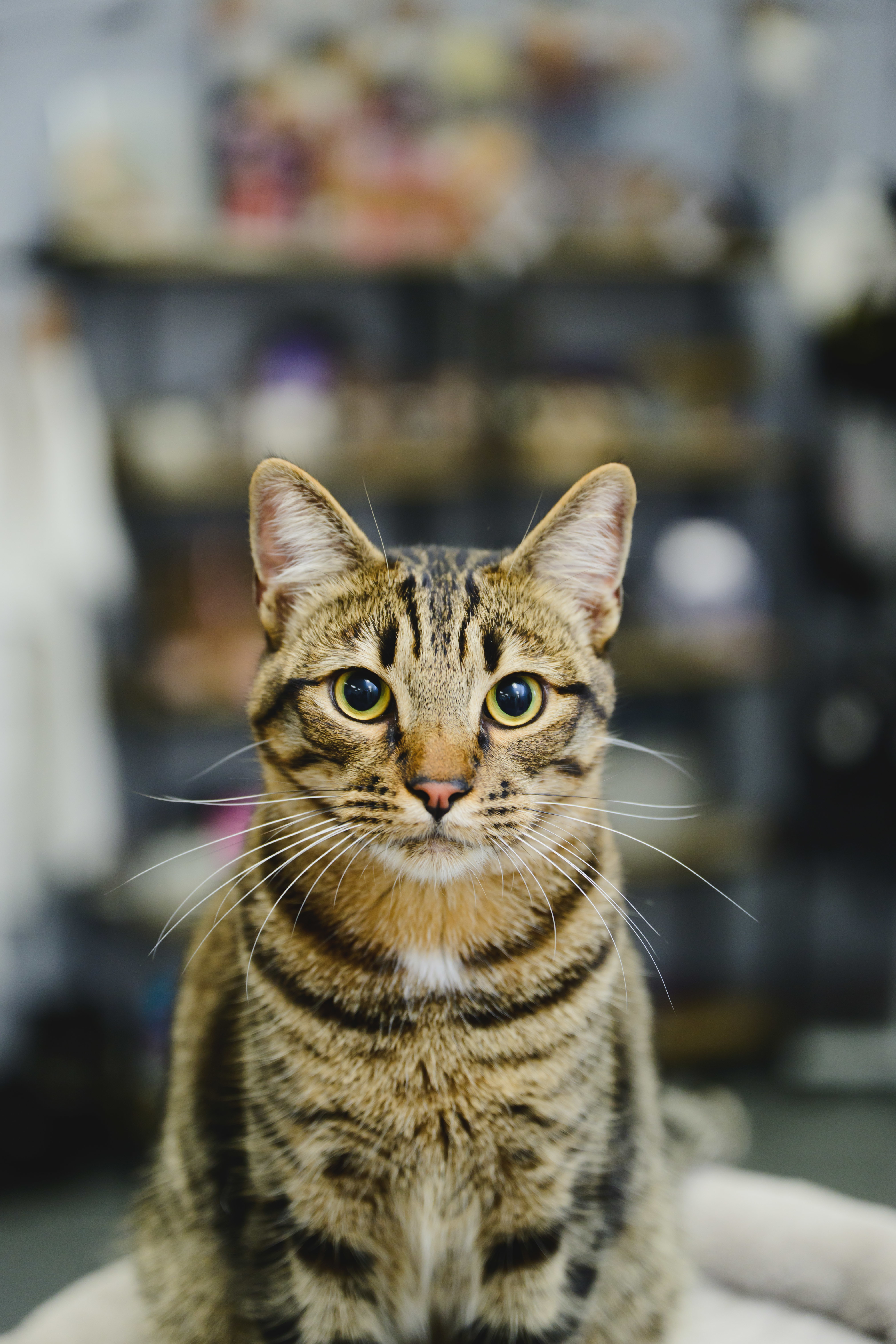 Bridger, an adoptable Domestic Short Hair in Honolulu, HI, 96826 | Photo Image 6
