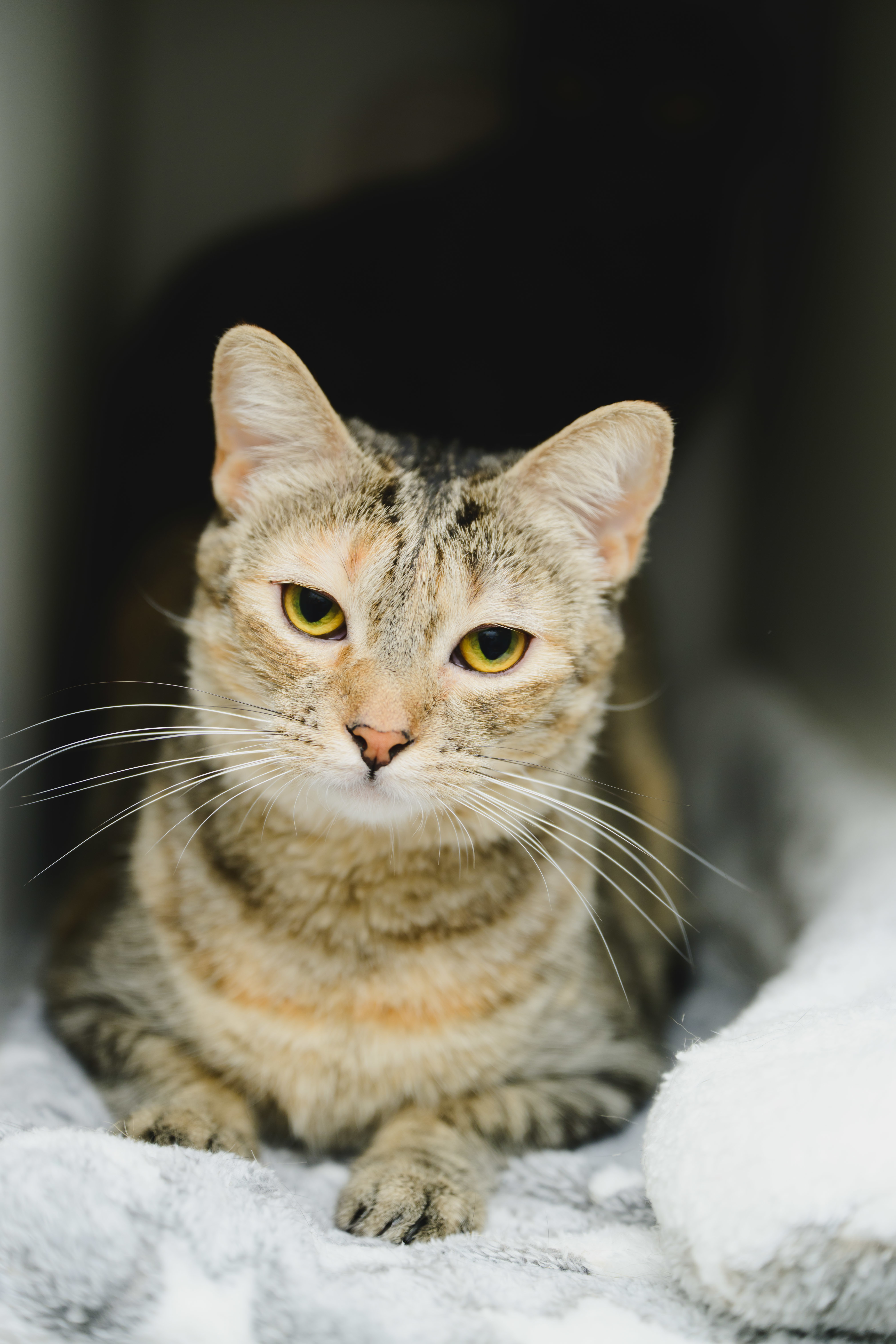 Sky (Maui), an adoptable Domestic Short Hair in Honolulu, HI, 96826 | Photo Image 1