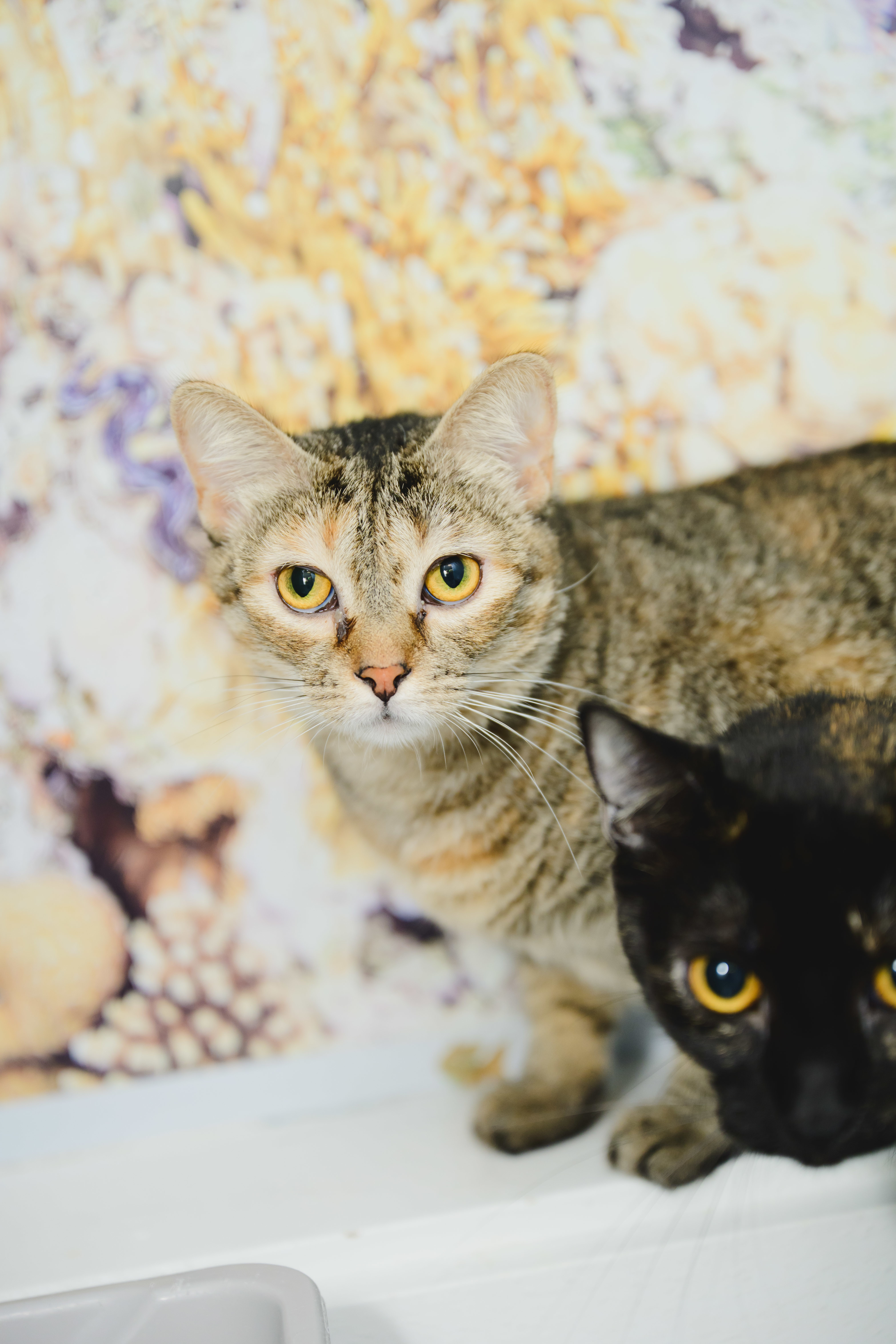Sky (Maui), an adoptable Domestic Short Hair in Honolulu, HI, 96826 | Photo Image 2