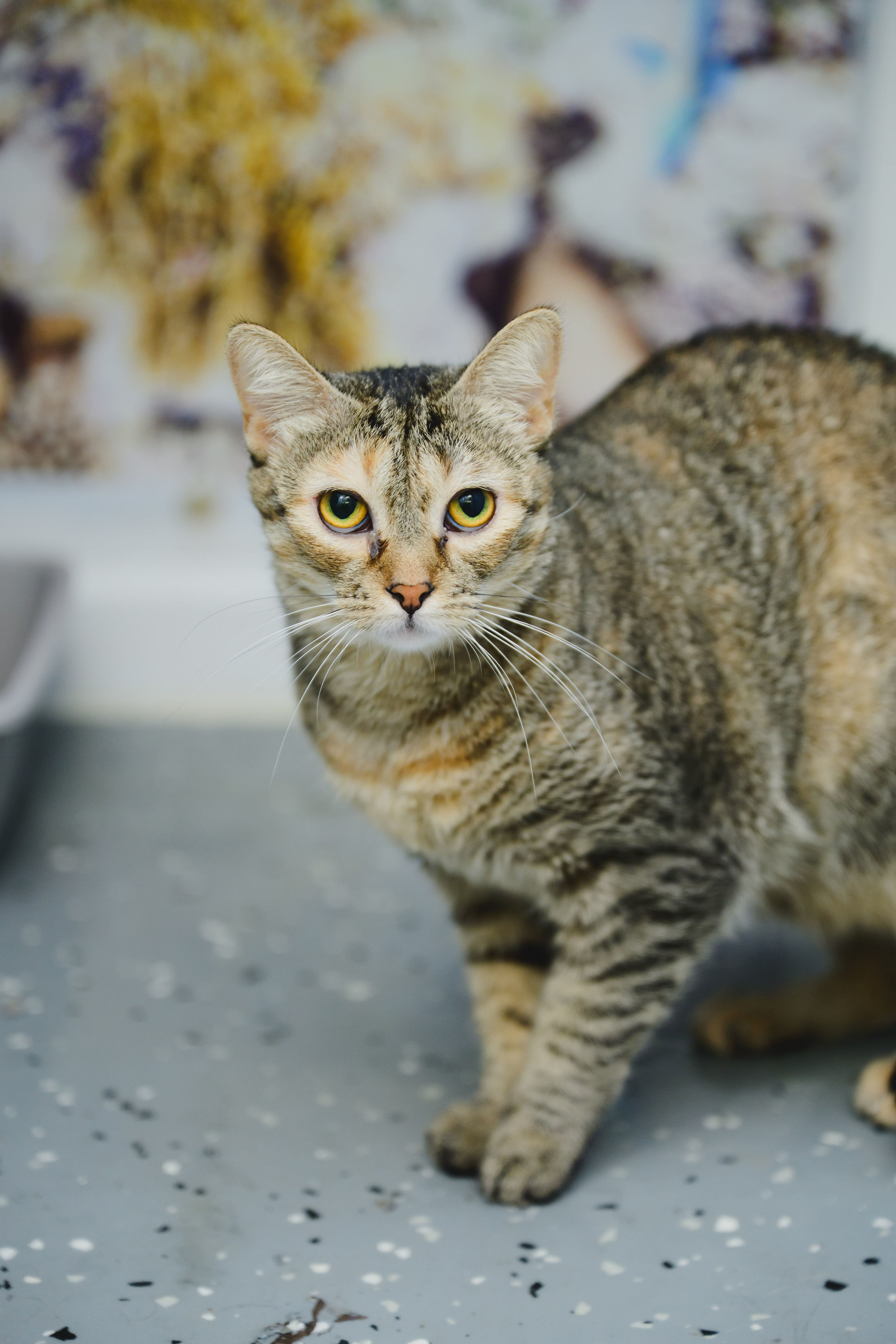 Sky (Maui), an adoptable Domestic Short Hair in Honolulu, HI, 96826 | Photo Image 3